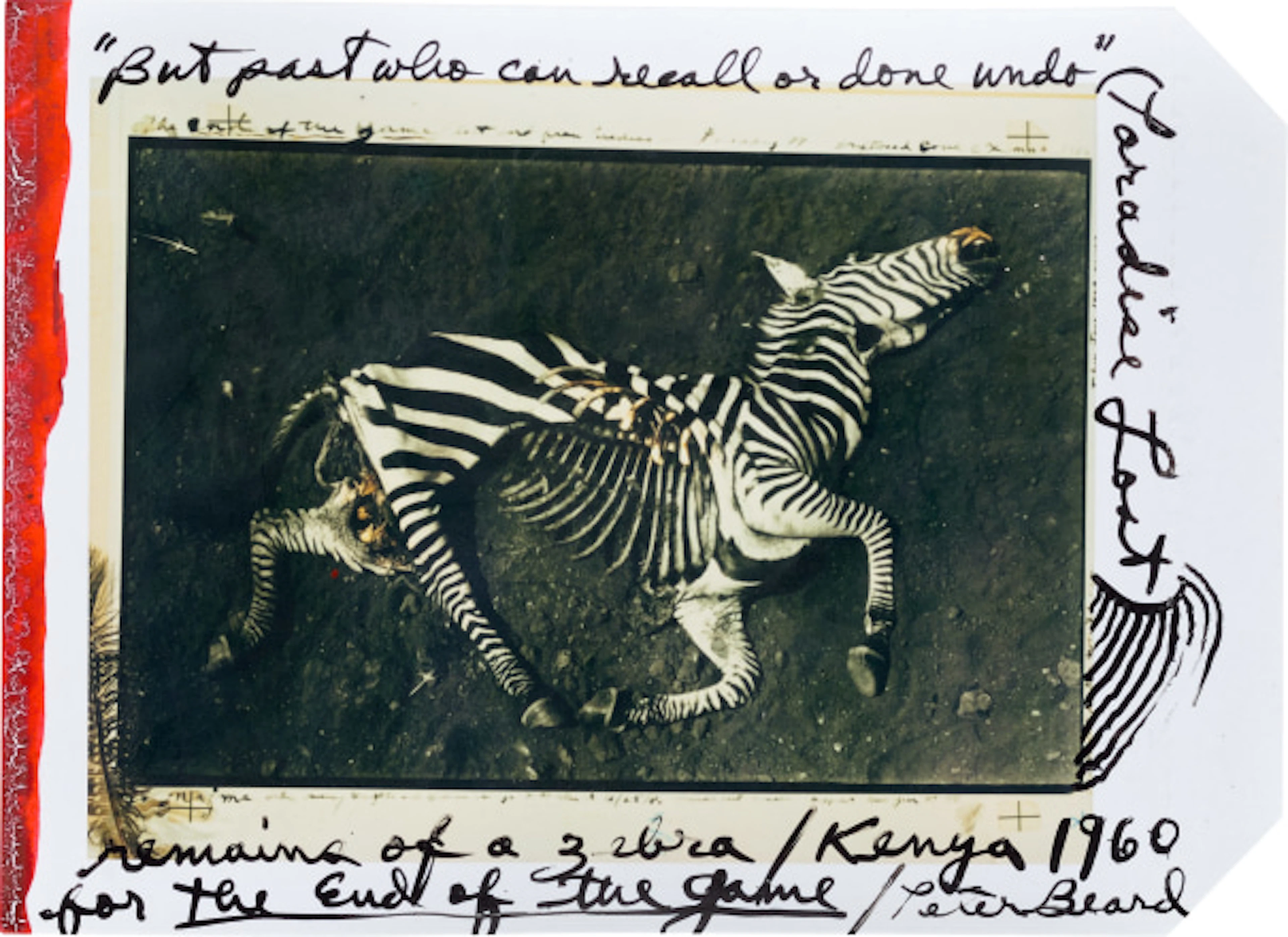 Peter Beard - Lion Kill, Ol Loitokitok, Tanganyika, June