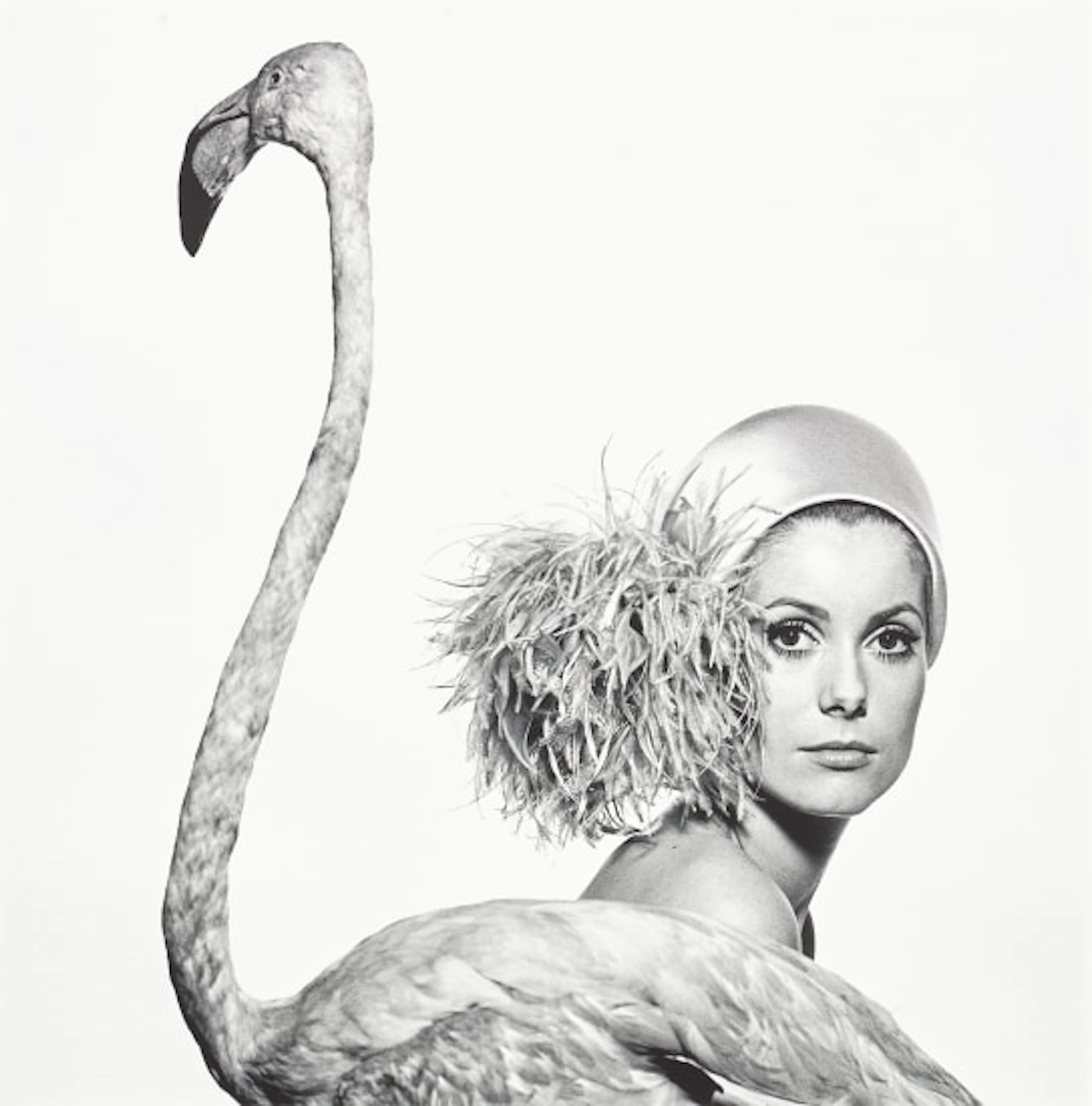 David Bailey - Catherine Deneuve, Flamingo