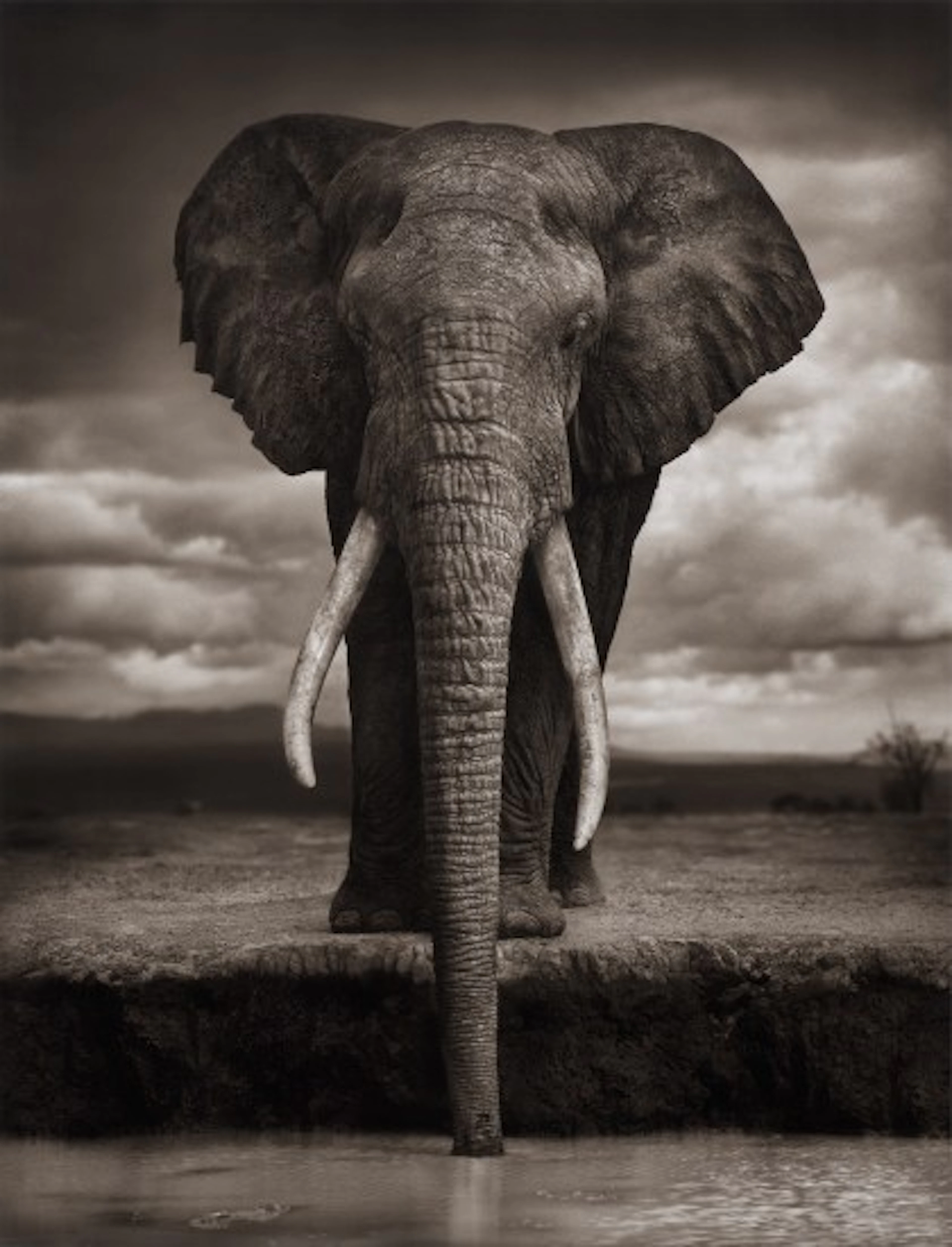 Nick Brandt - Elephant Drinking, Amboseli