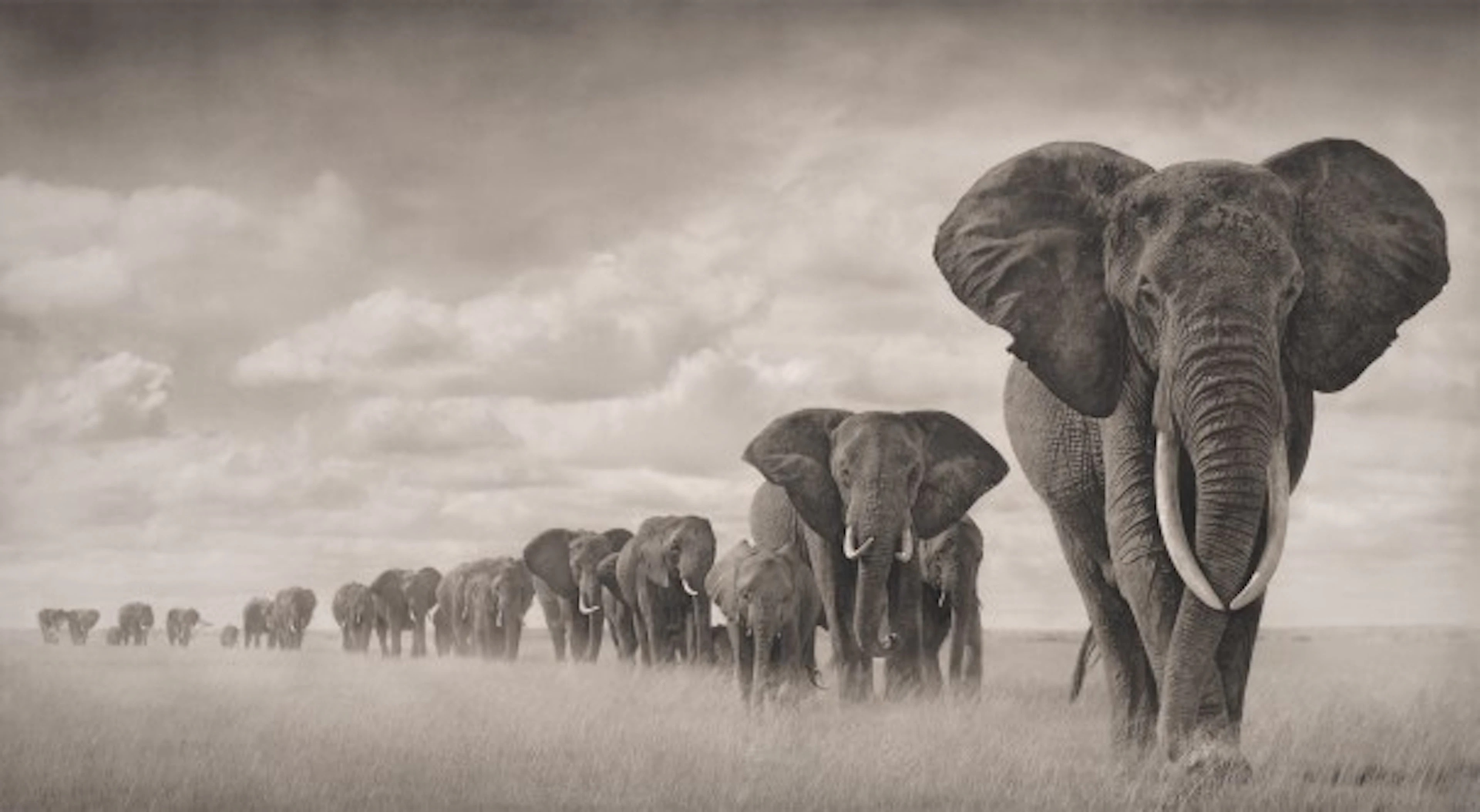 Nick Brandt - Elephants Walking Through Grass, Amboseli