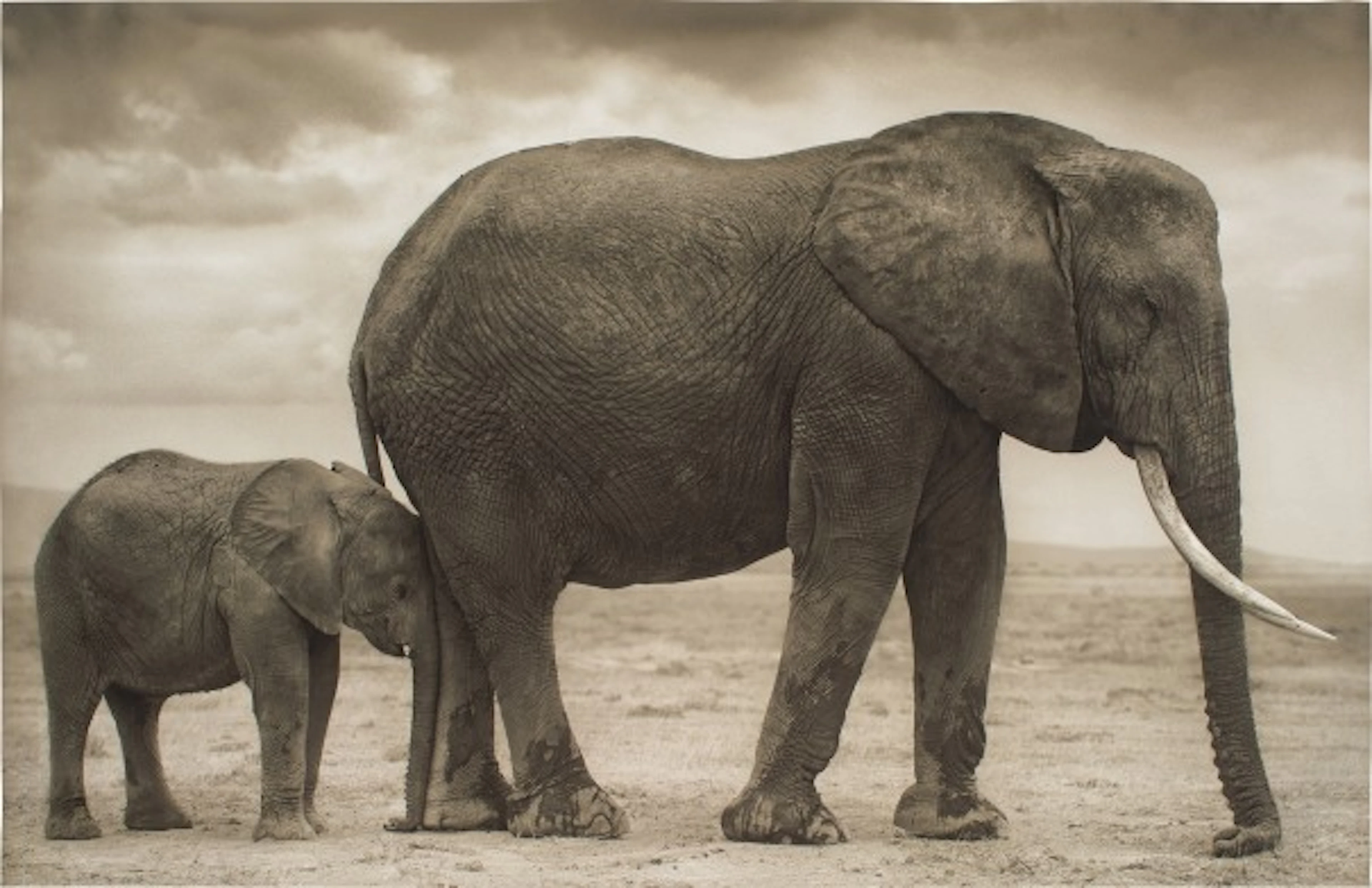 Nick Brandt - Elephant Mother with Baby at Leg, Amboseli