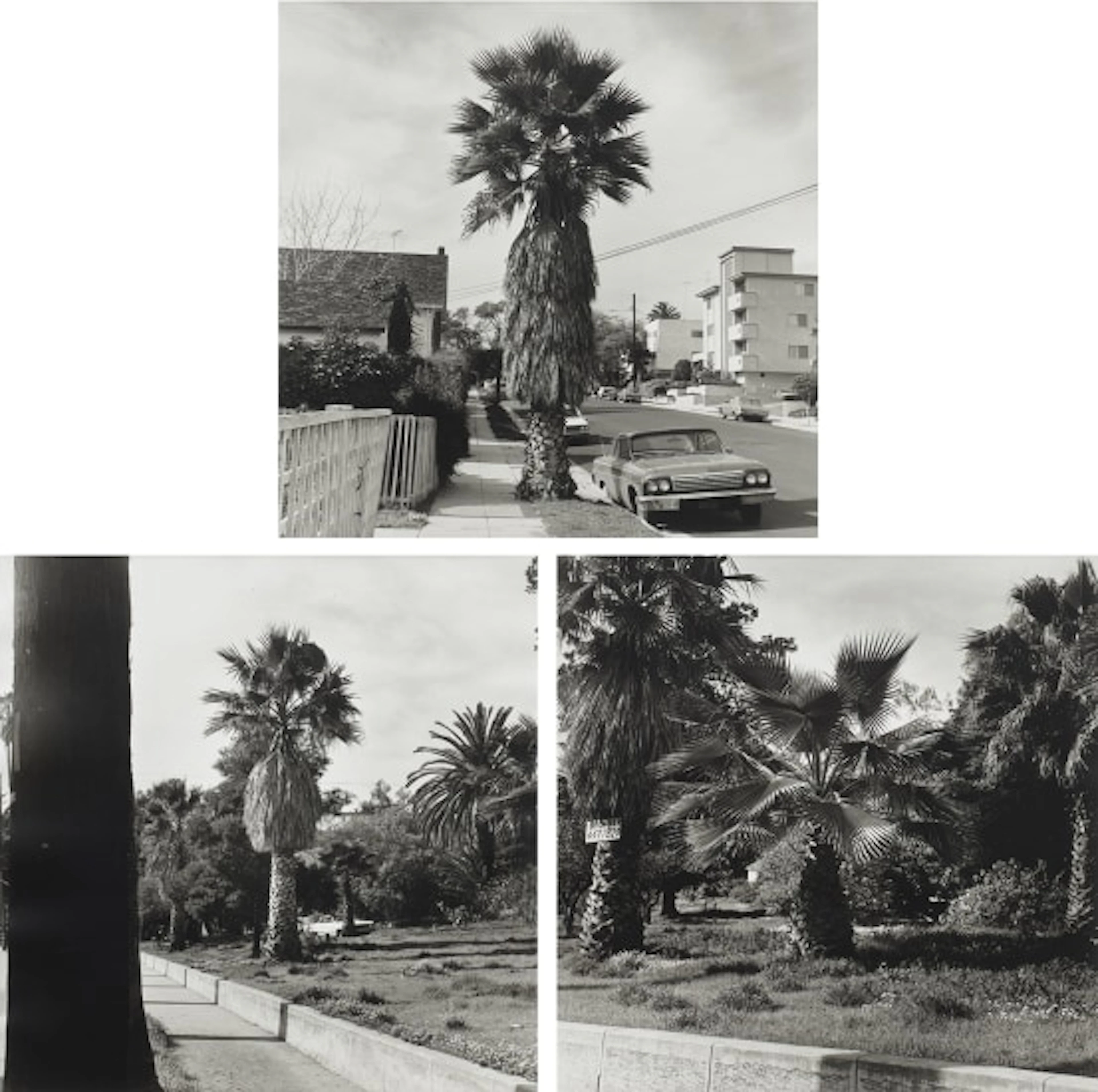 Ed Ruscha - Palm Trees