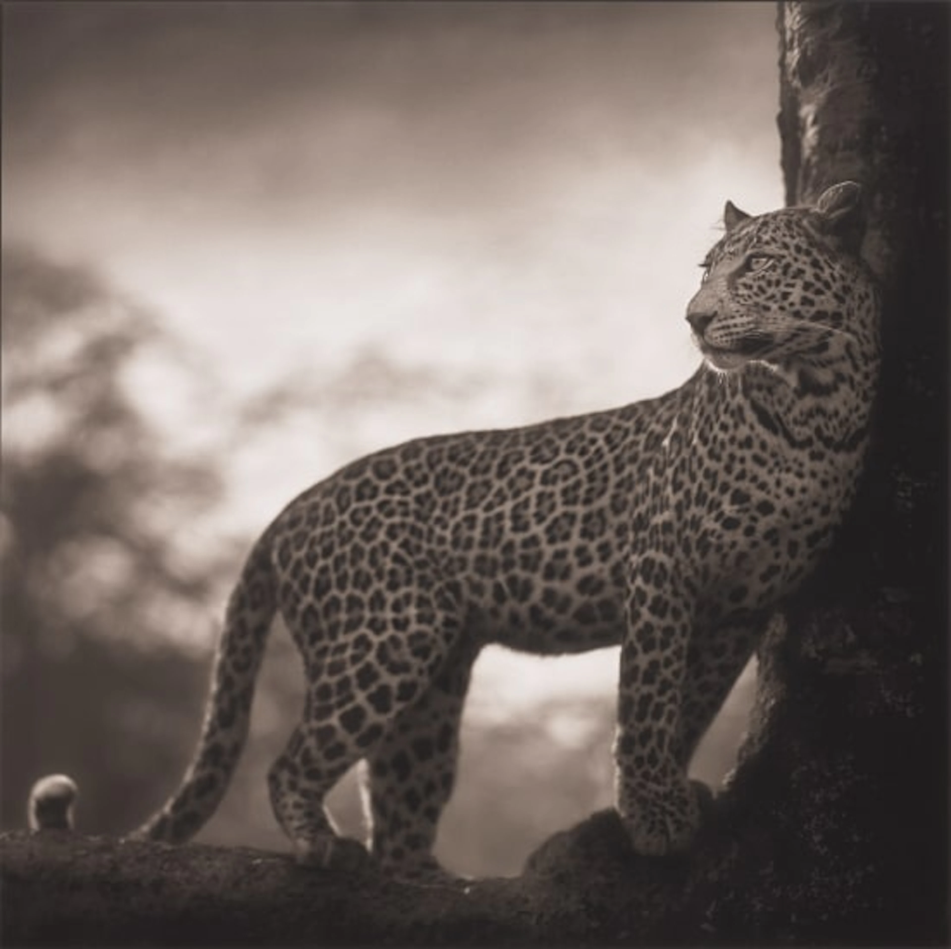 Nick Brandt - Leopard in Crook of Tree, Nakuru