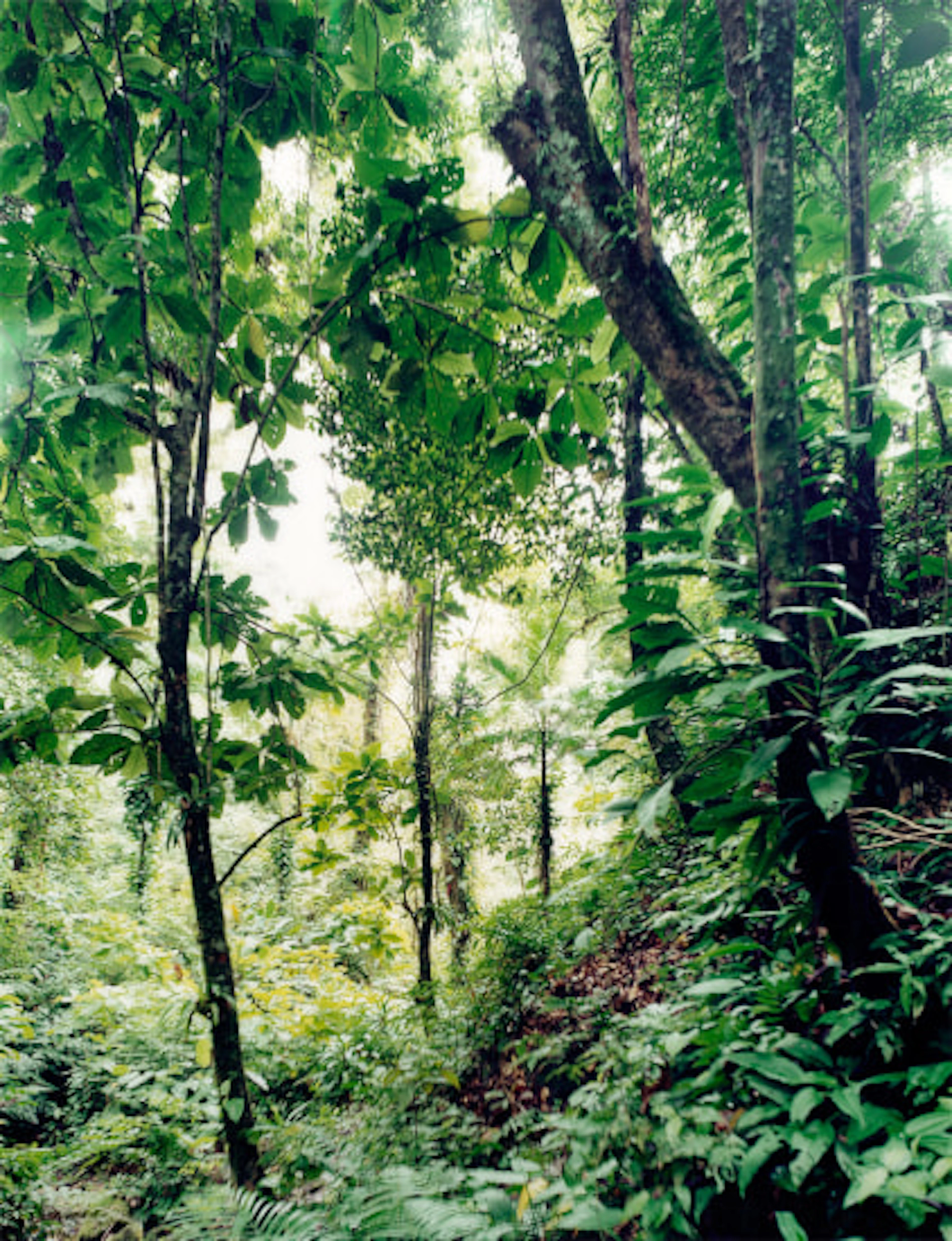 Thomas Struth - Paradise 25, Yuquehy/ Brazil
