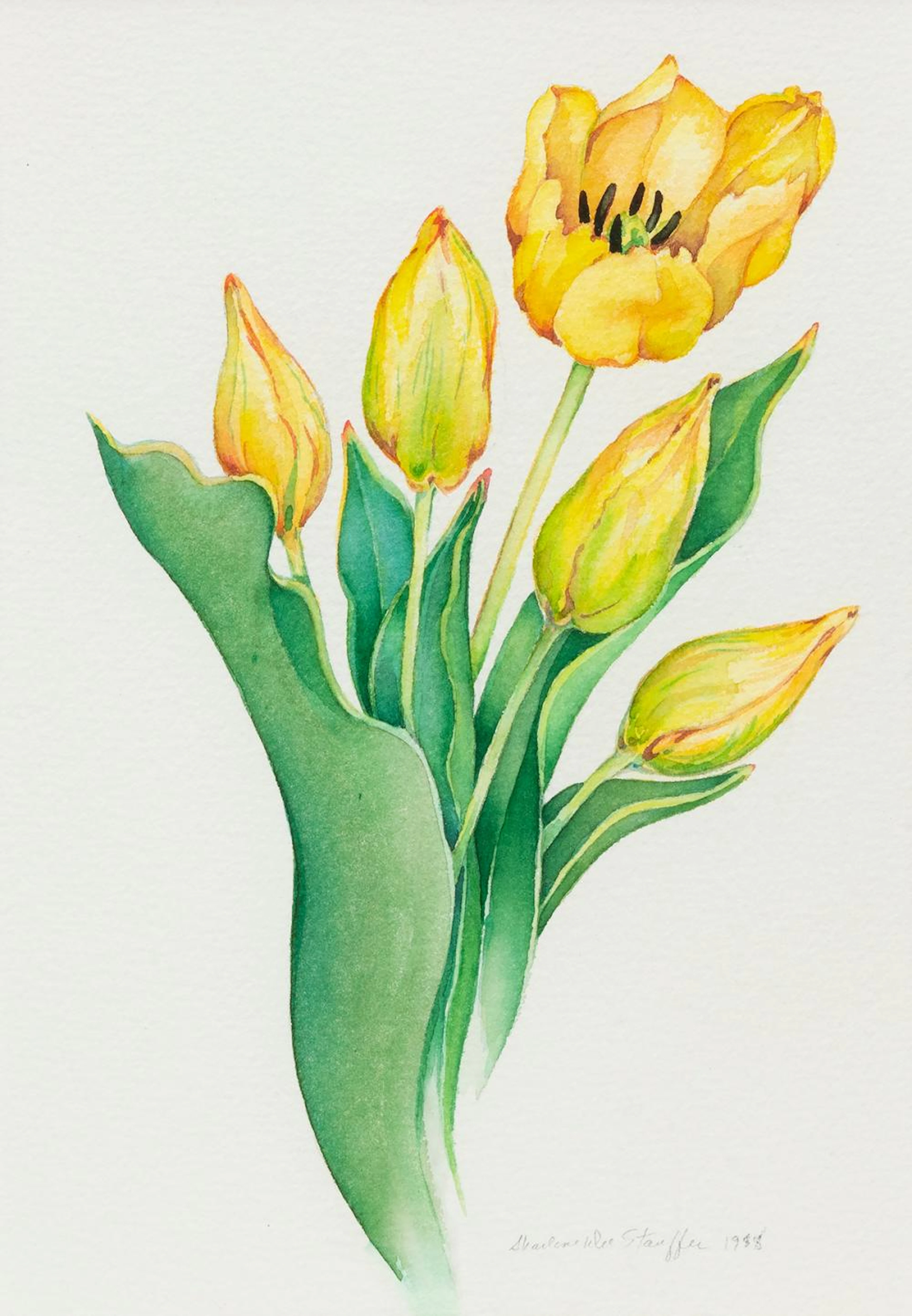 SHARLENE DEE STAUFFER - Four Buds and a Tulip