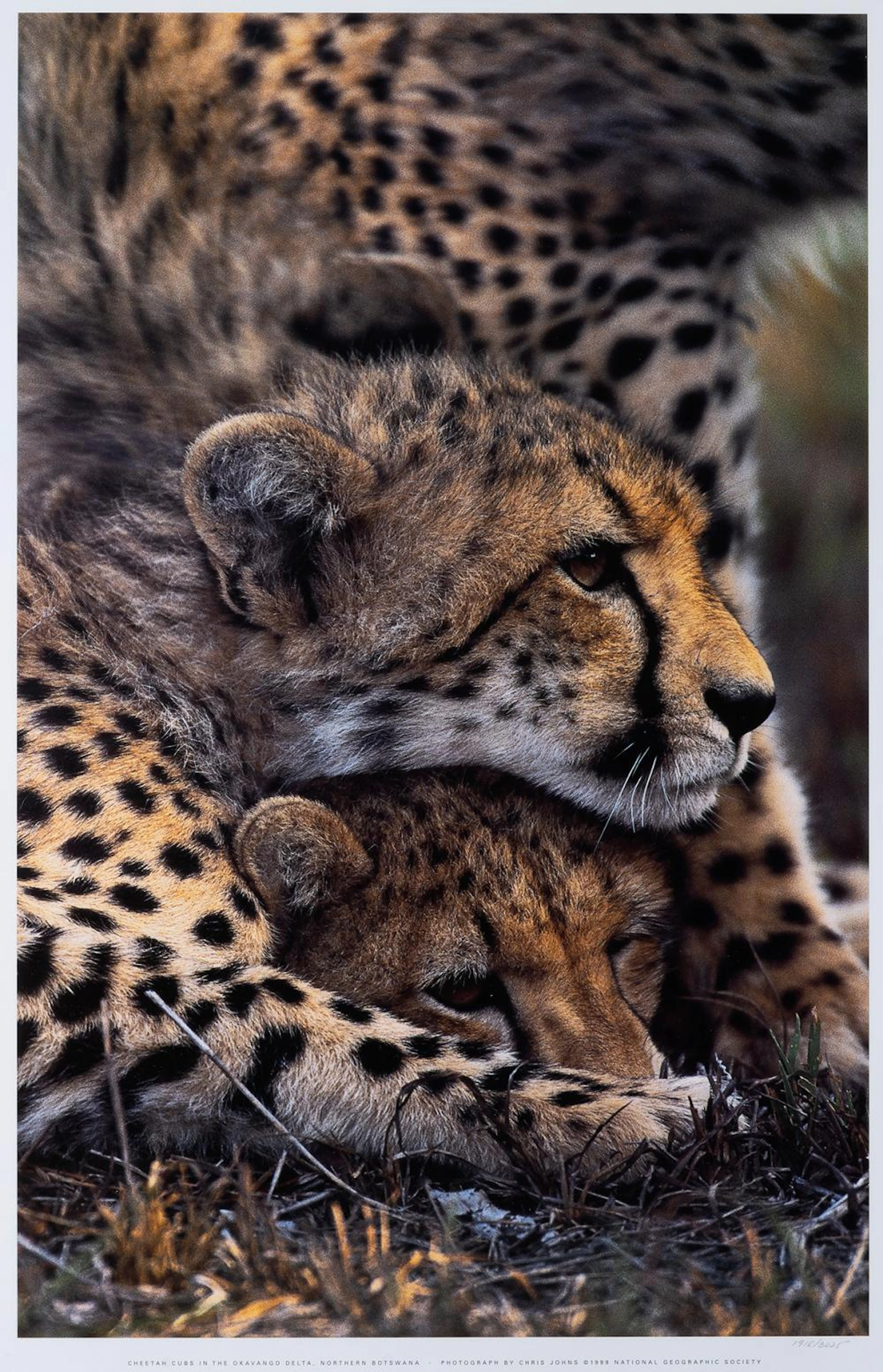 CHRIS JOHNS - Cheetah Cubs