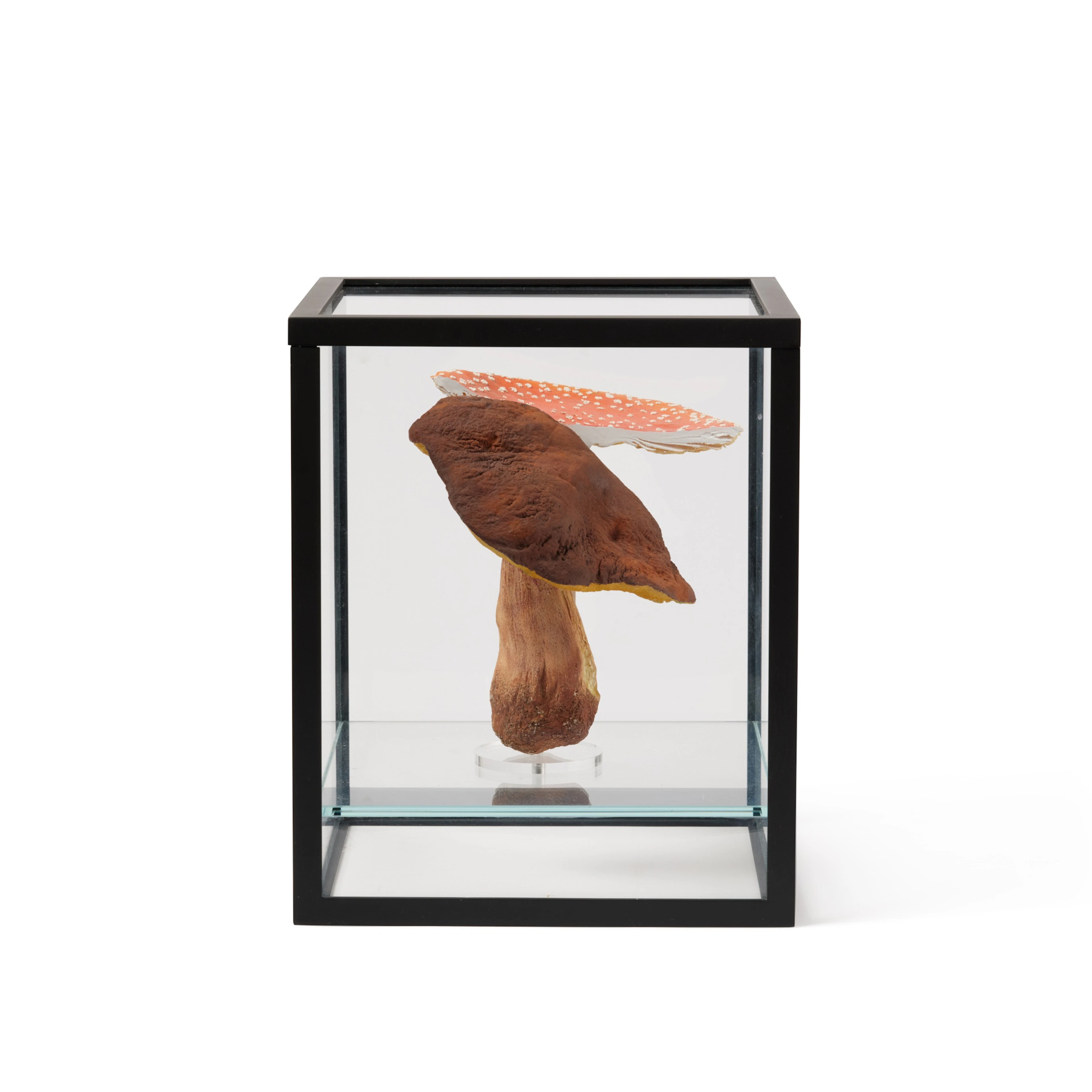 Doppelpilzvitrine (1 Doppelpilz) (Double-mushroom showcase (1 double-mushroom))