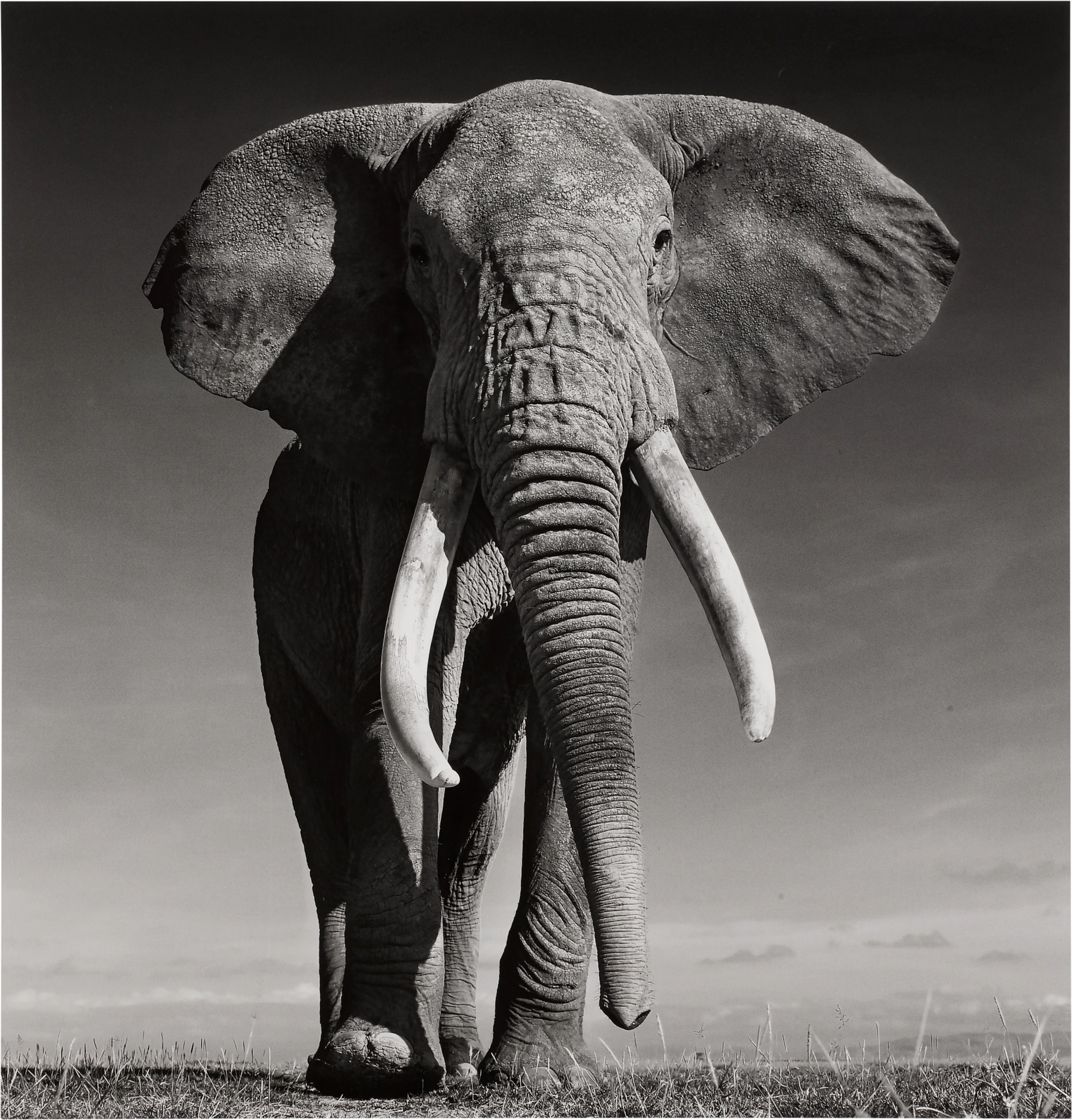The Don, Amboseli, Kenya