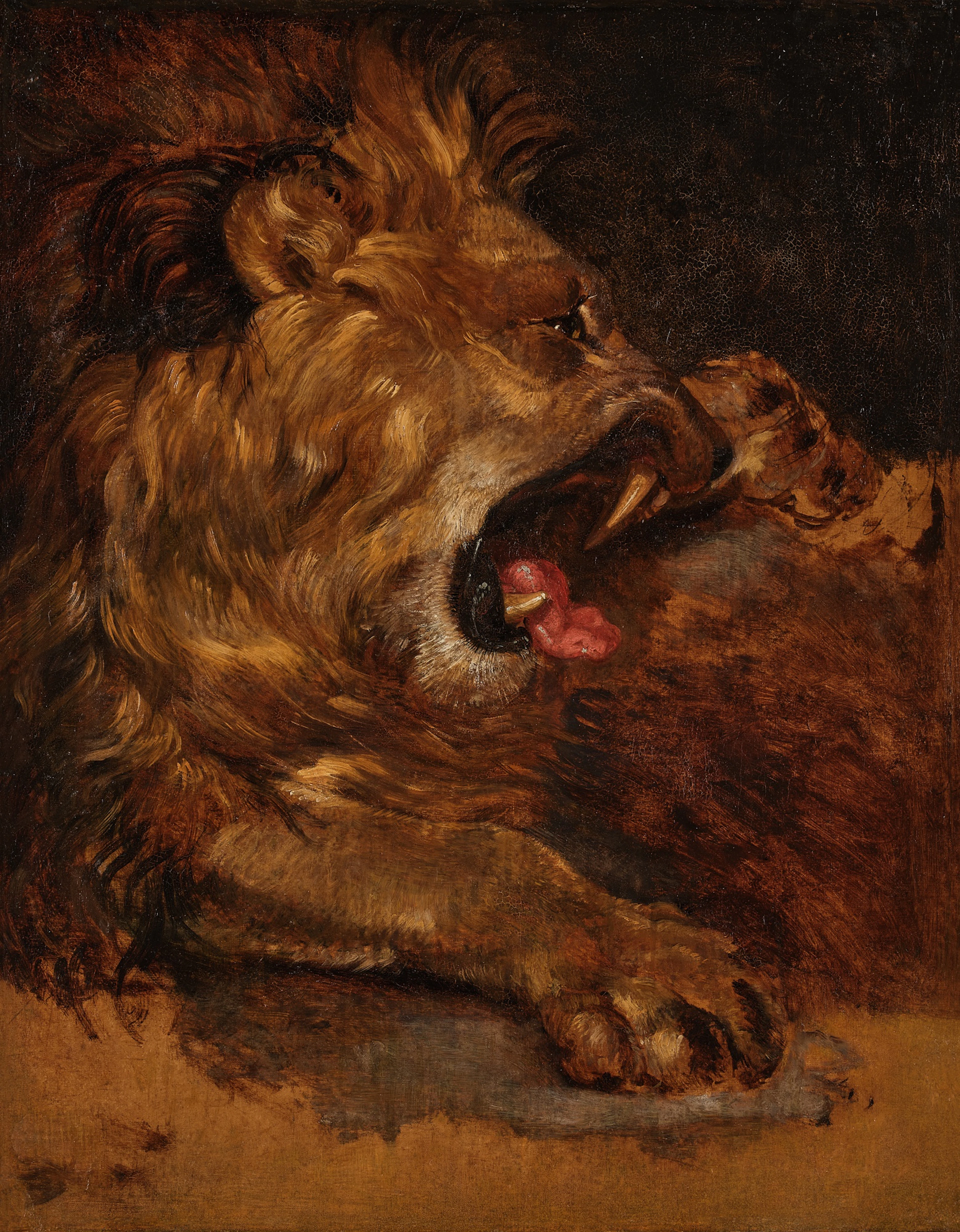 Lion rugissant