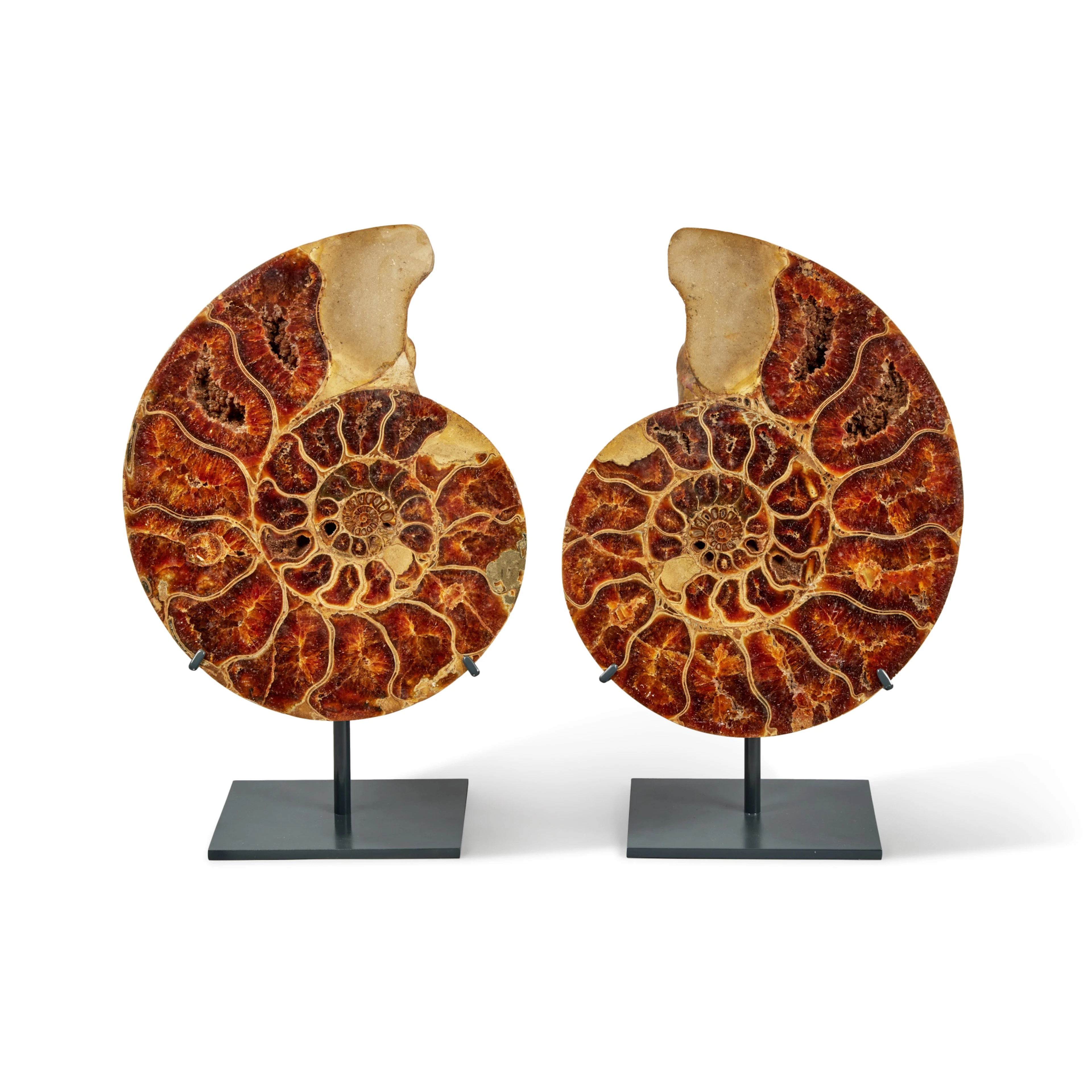 Split Pachydiscus Ammonite