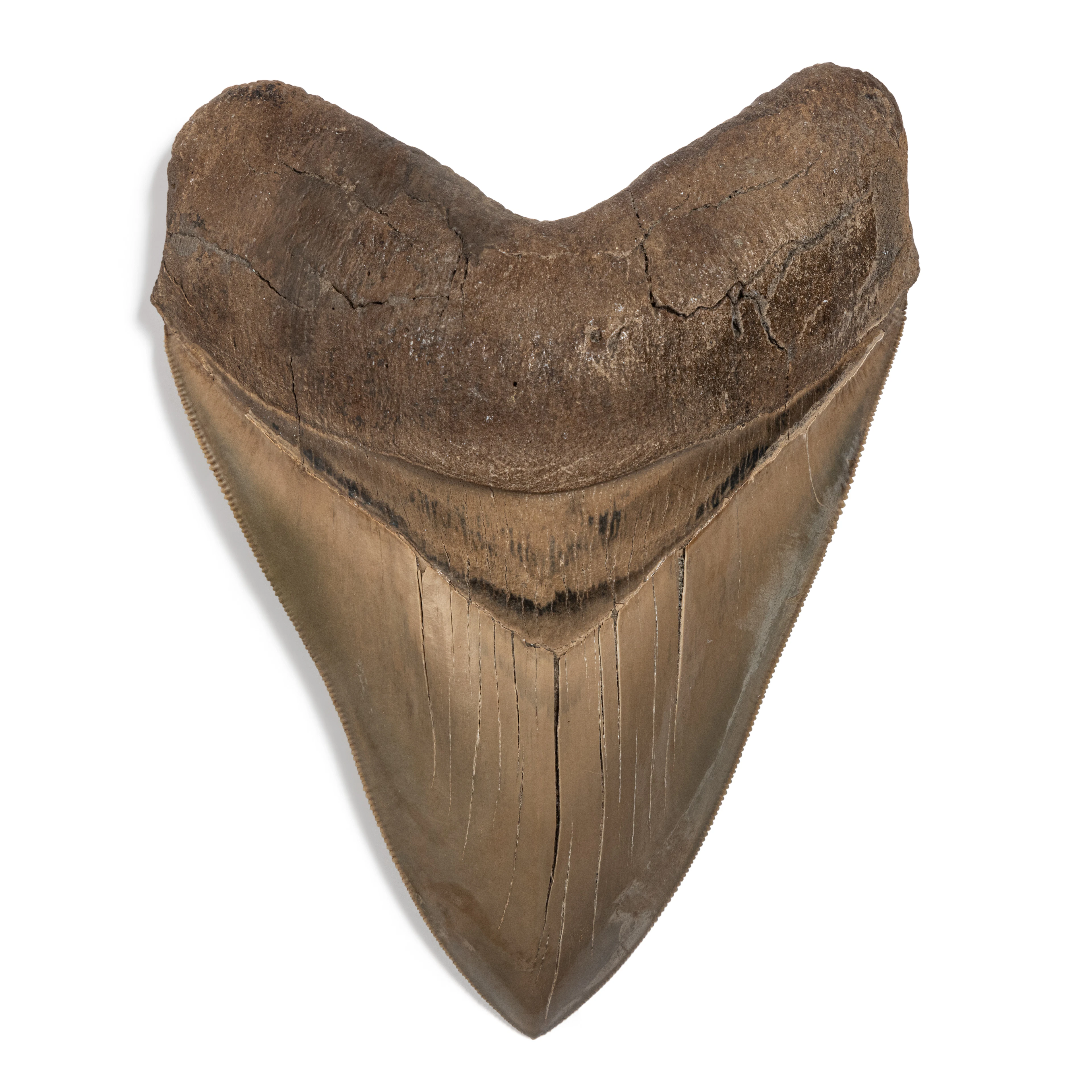 Megalodon Shark Tooth — California