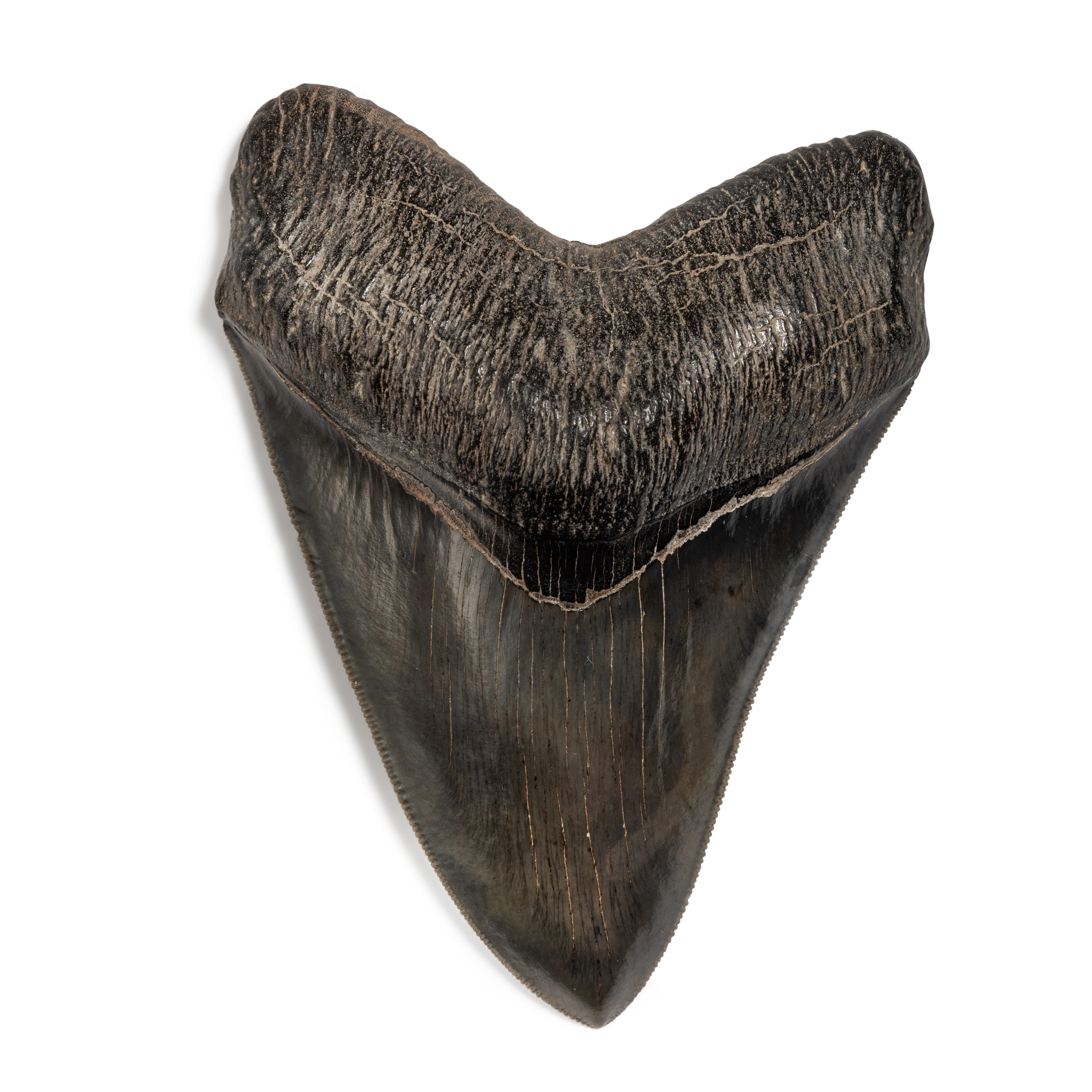 Megalodon Shark Tooth — Georgia