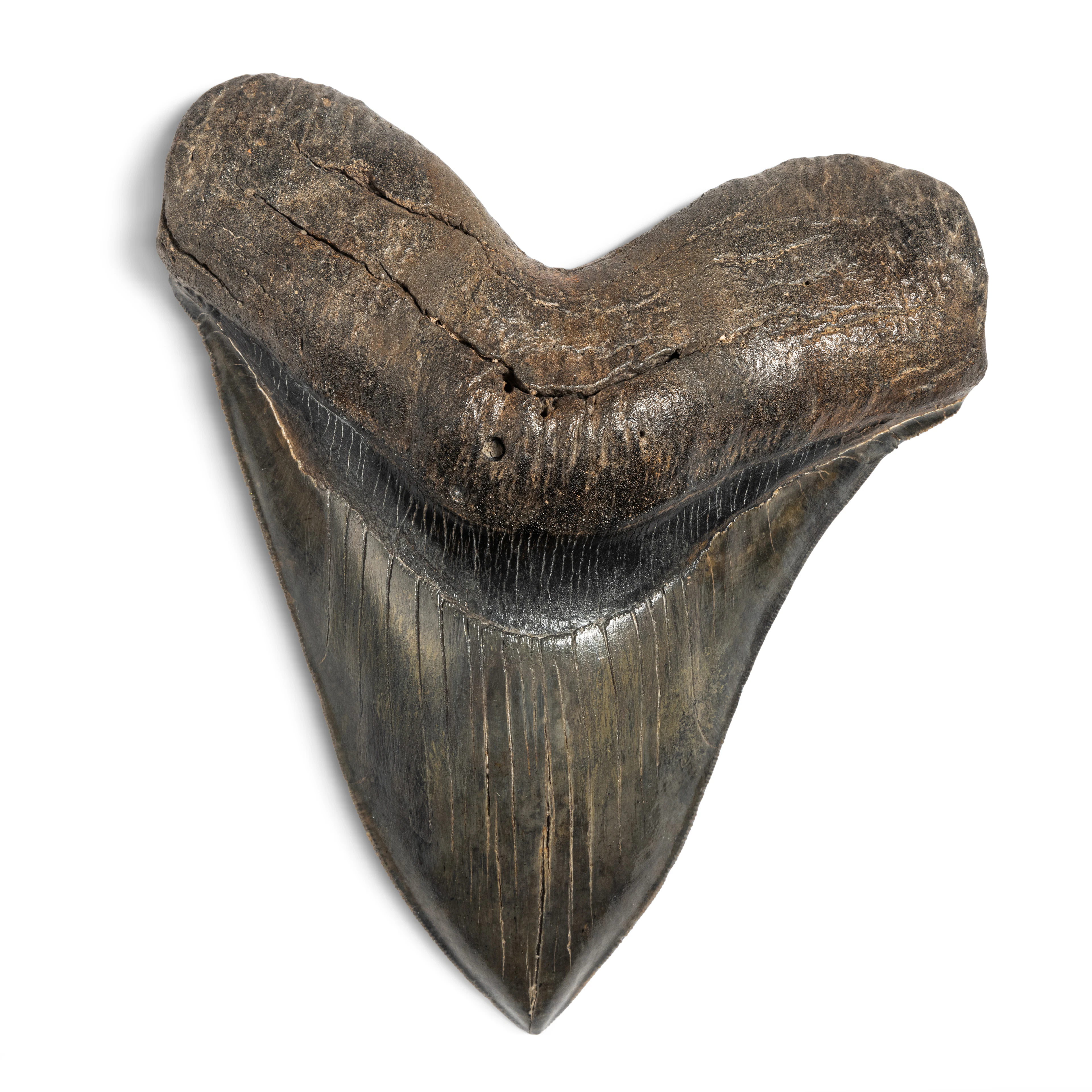 Megalodon Shark Tooth — South Carolina