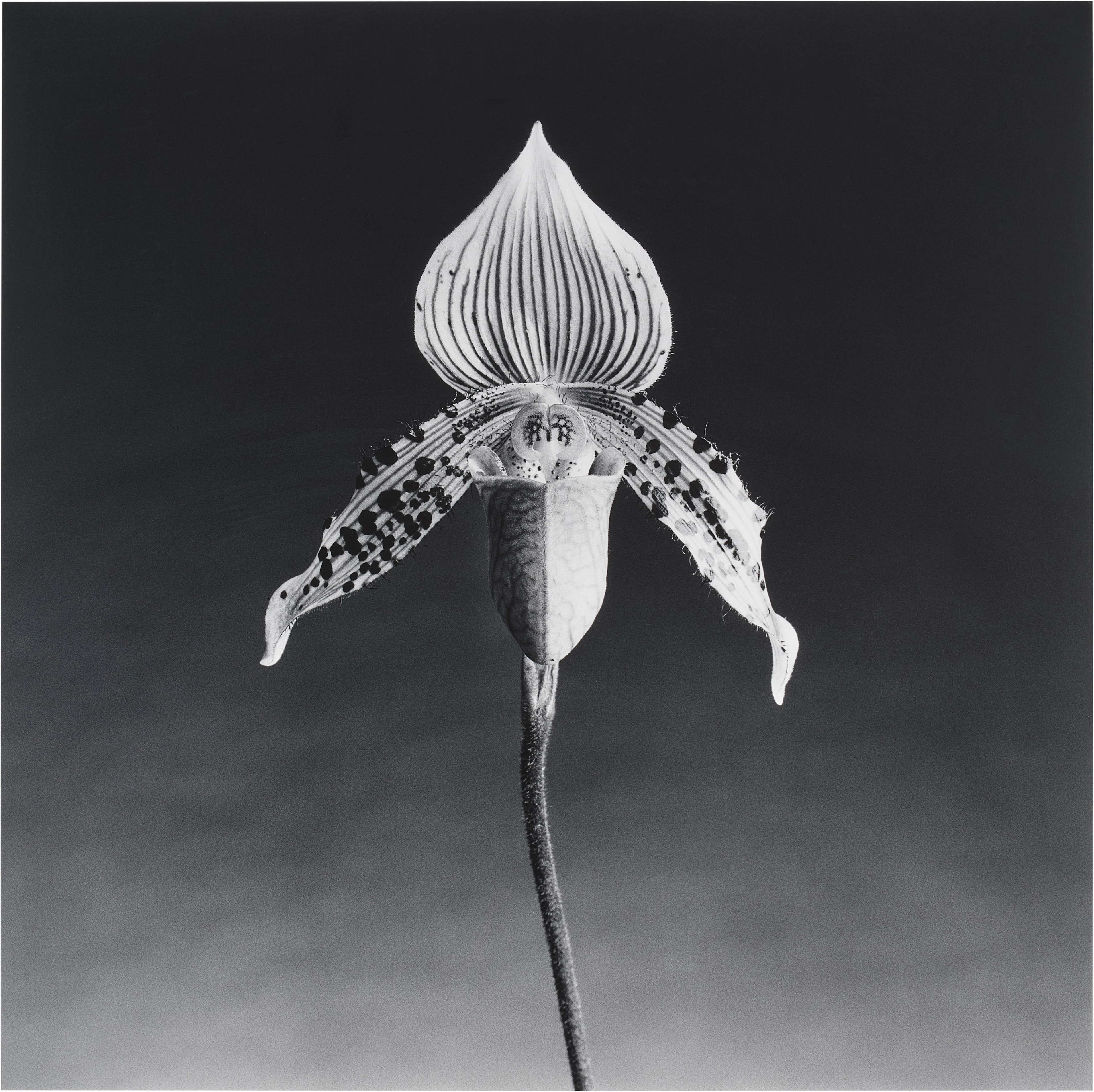 Orchid