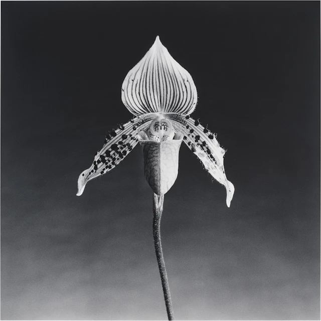 Orchid