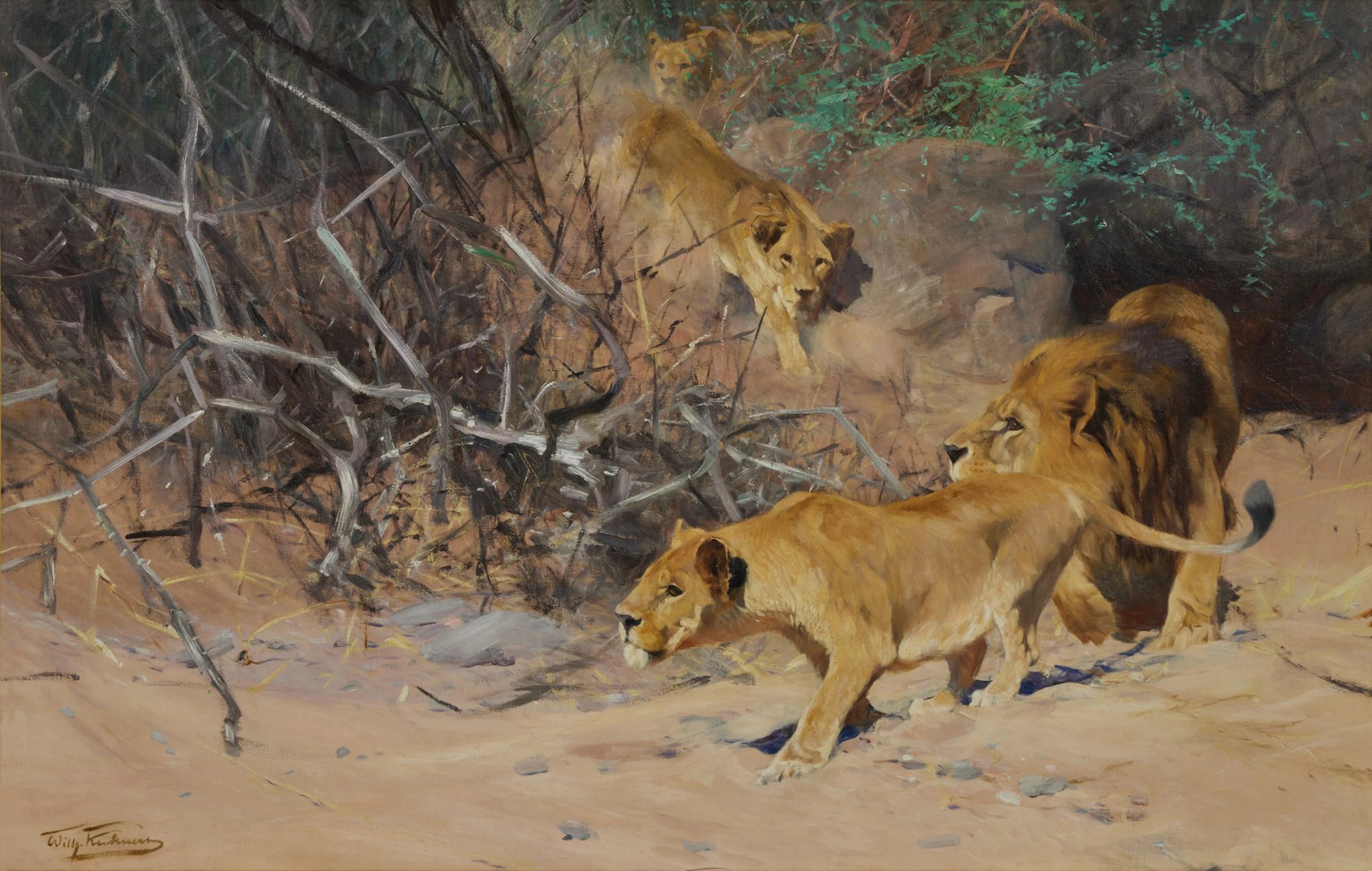 A Pride of Lions on the Prowl