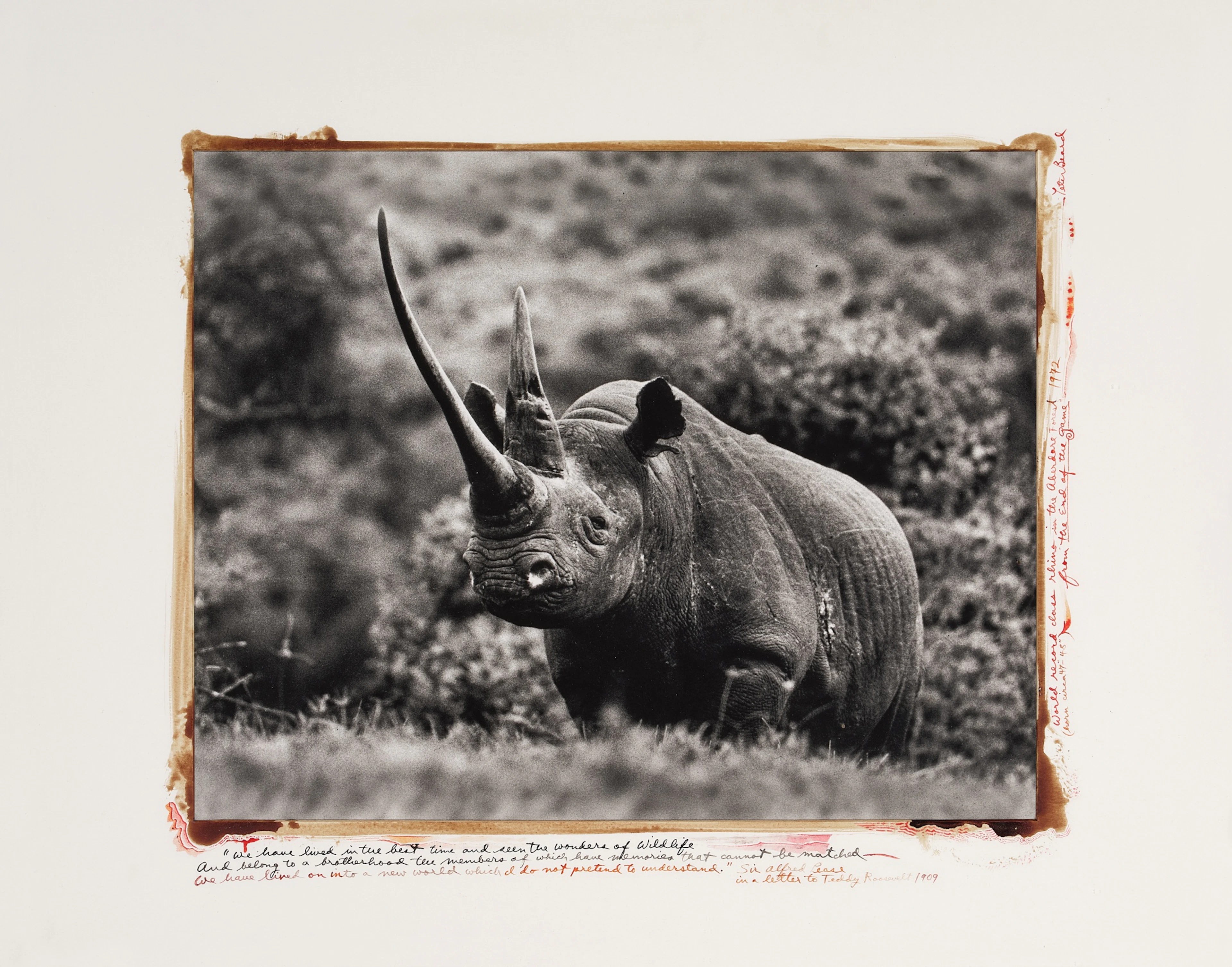 'World Record Class Rhino in the Aberdare Forest'