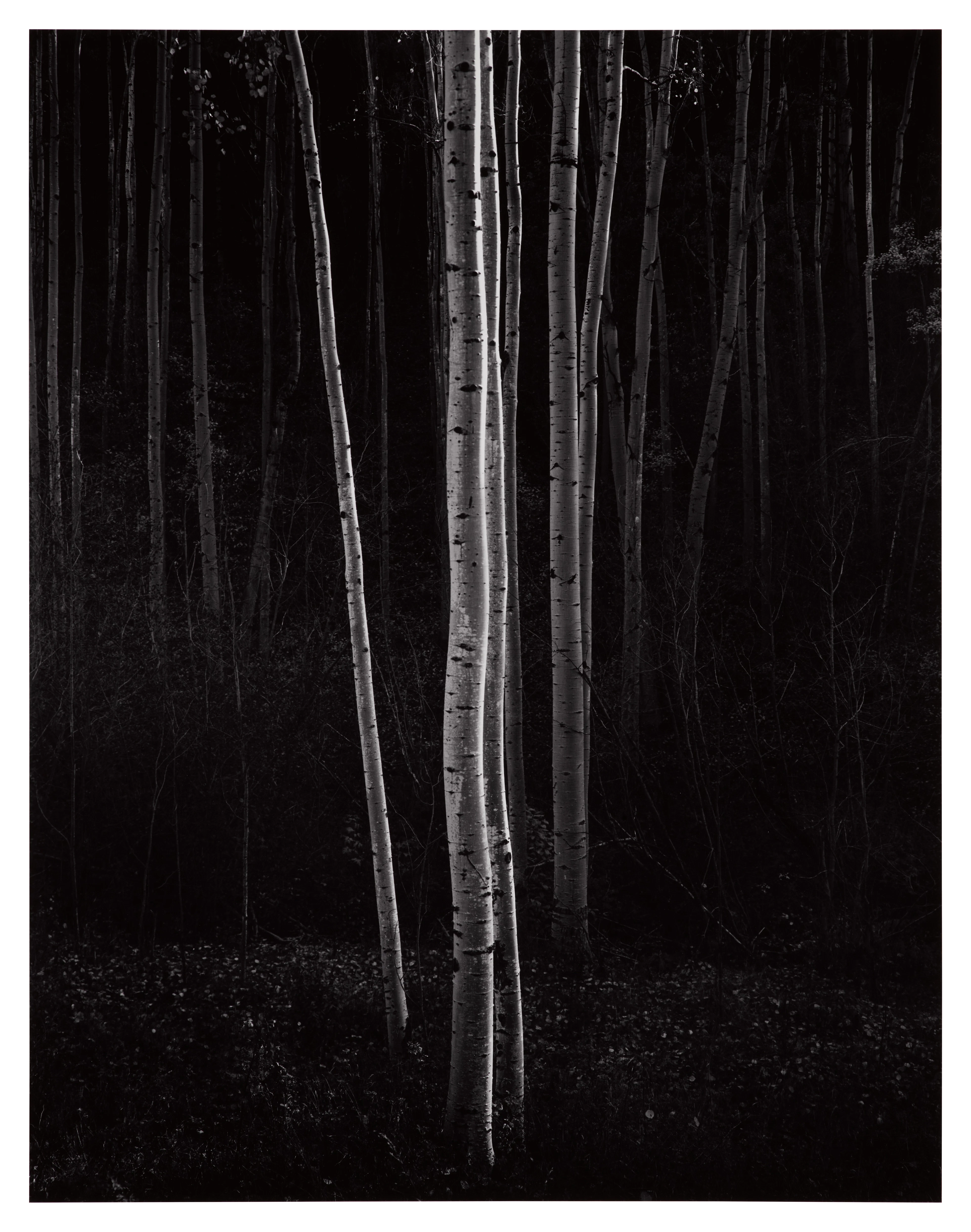 'Aspens, Northern New Mexico'