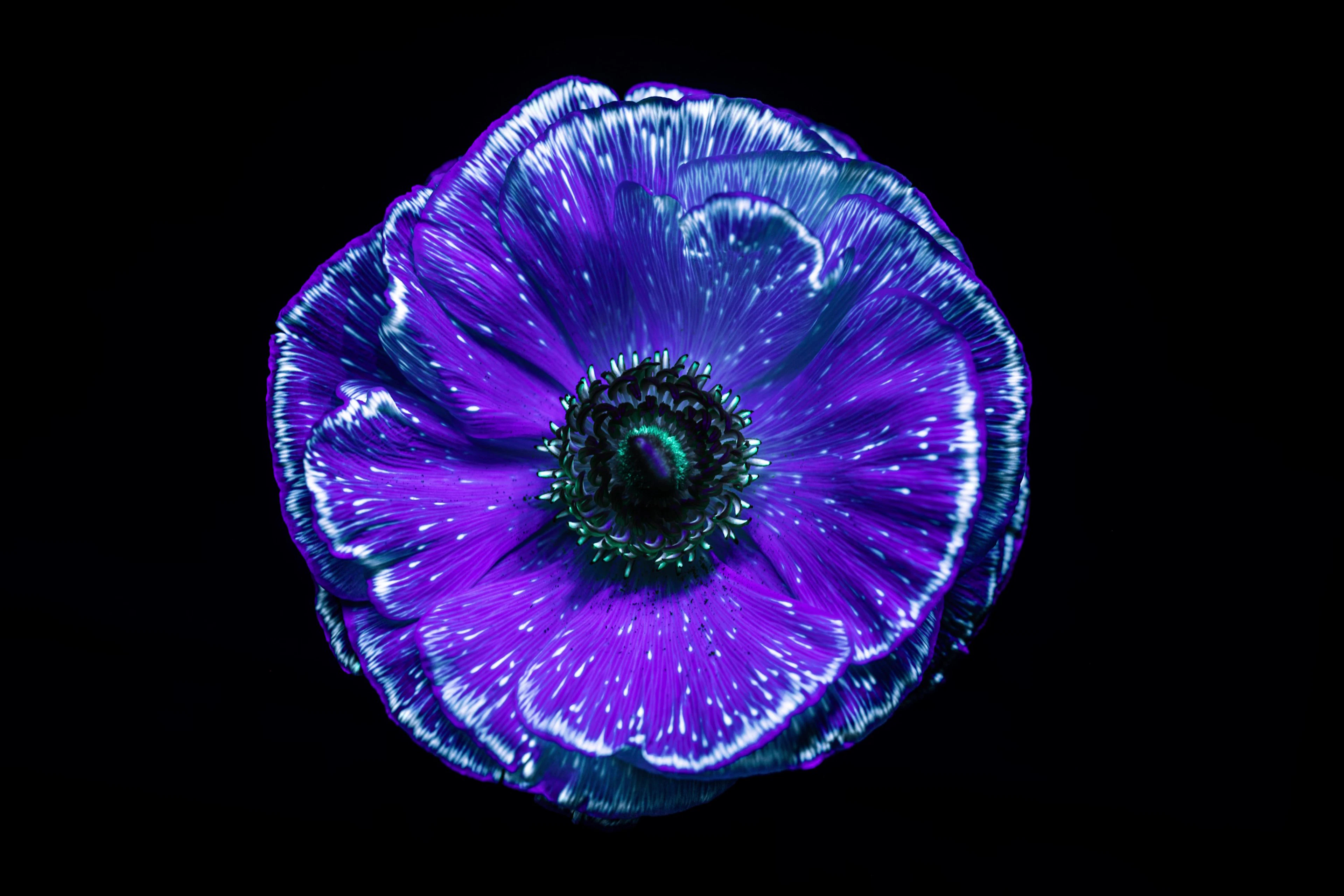 Ultraviolet Ranunculus