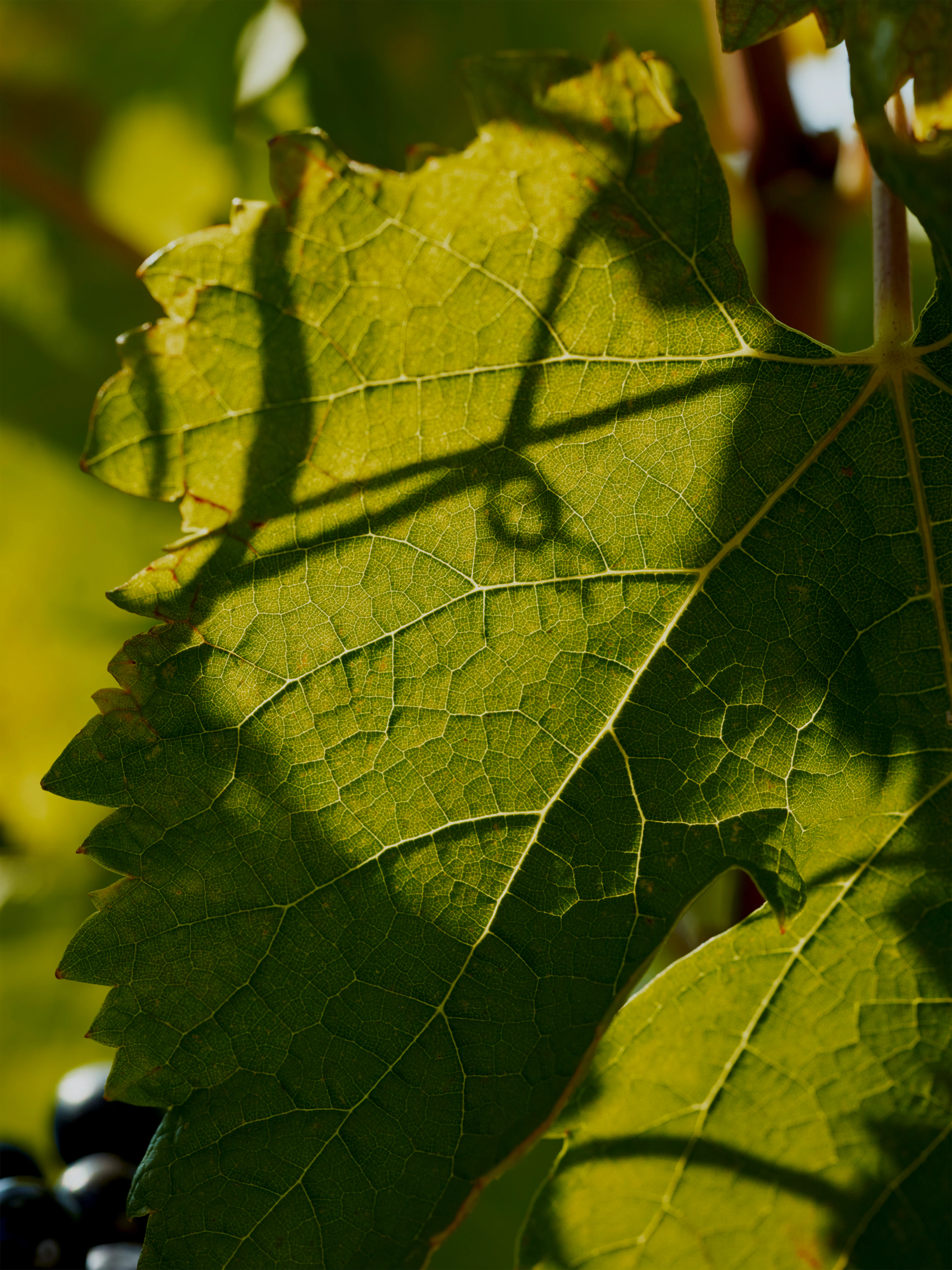 Château Canon La Gaffelière 2014 (12 BT)