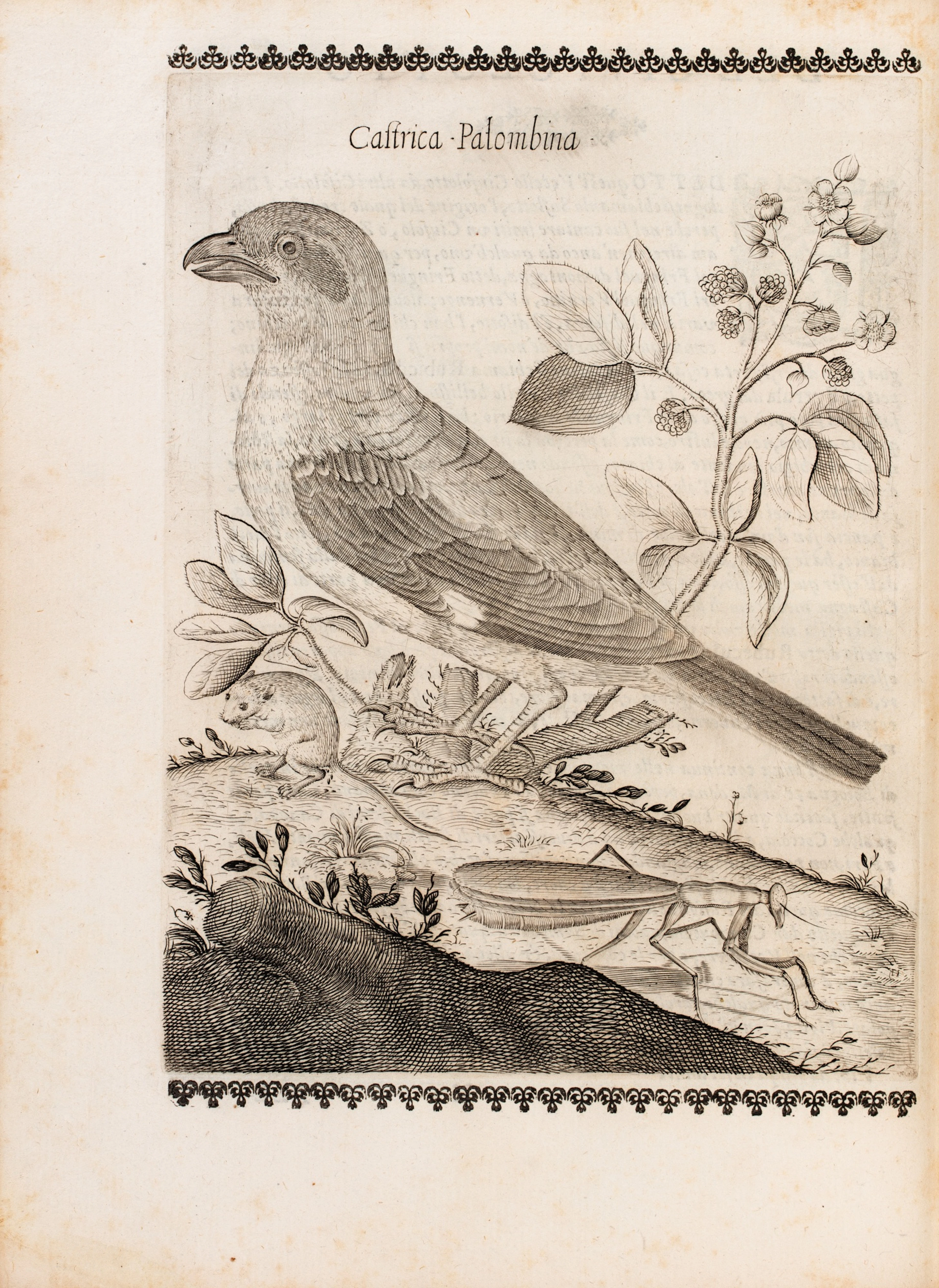 Uccelliera... Rome, 1684. Exemplaire aux armes de Jérôme II Bignon.