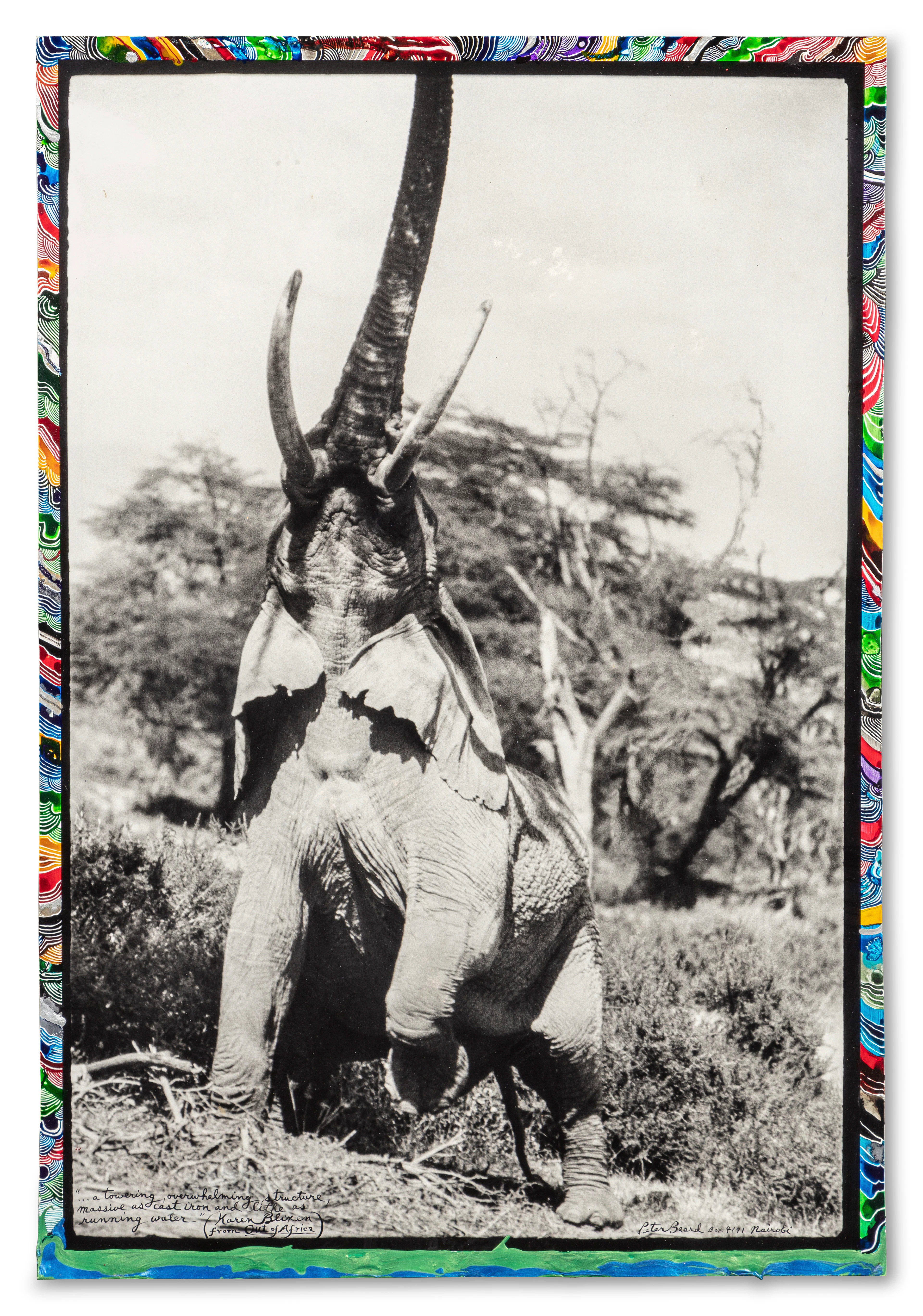 Elephant Reaching for the Last Branch on a Tree, Kenya, June 1960