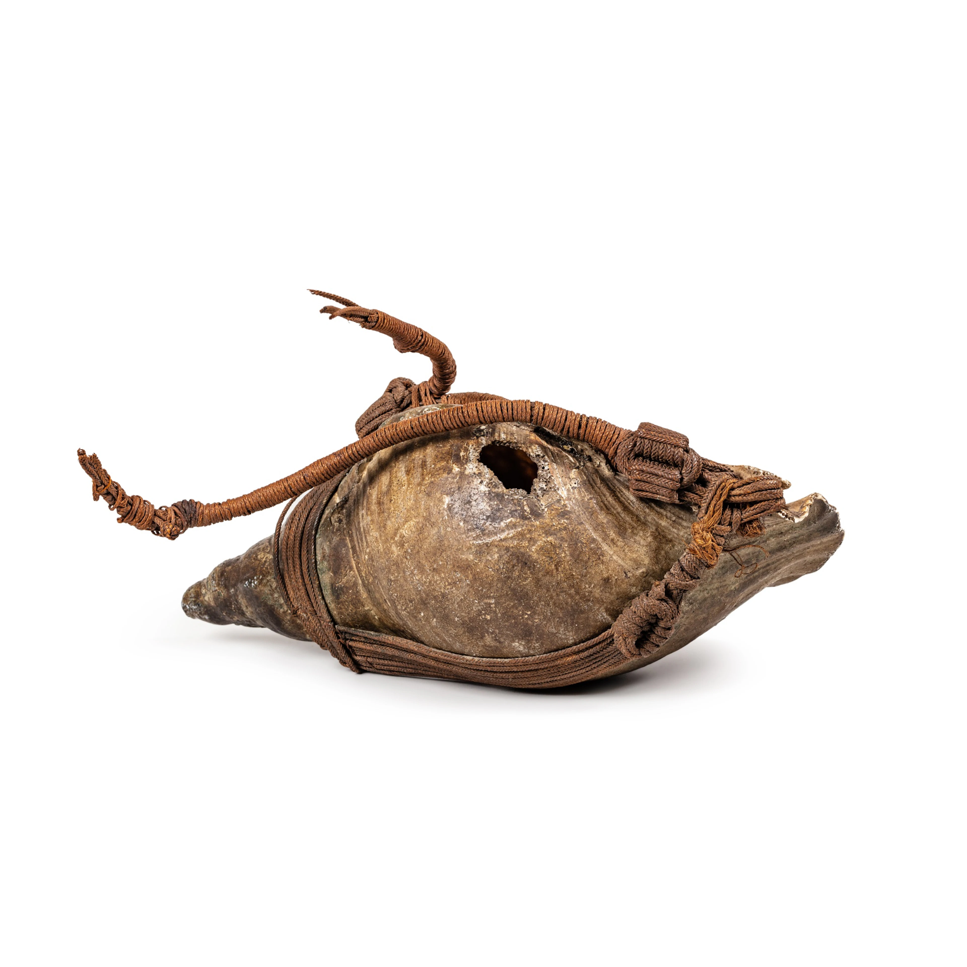 Conque de triton putoka, Îles Marquises | Putoka Newt Conch, Marquesas Islands