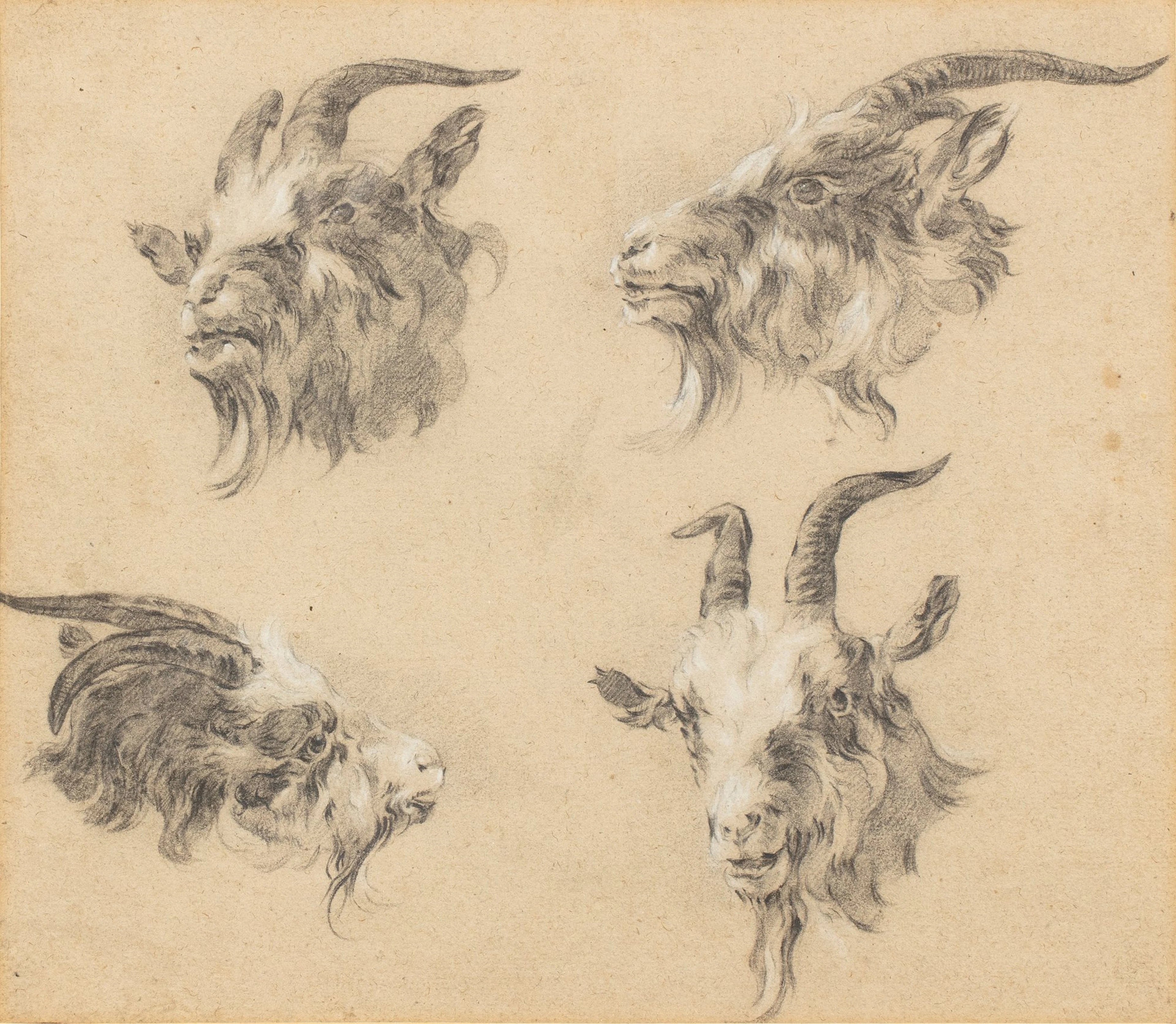 Study of bovines | Etude de bovidés