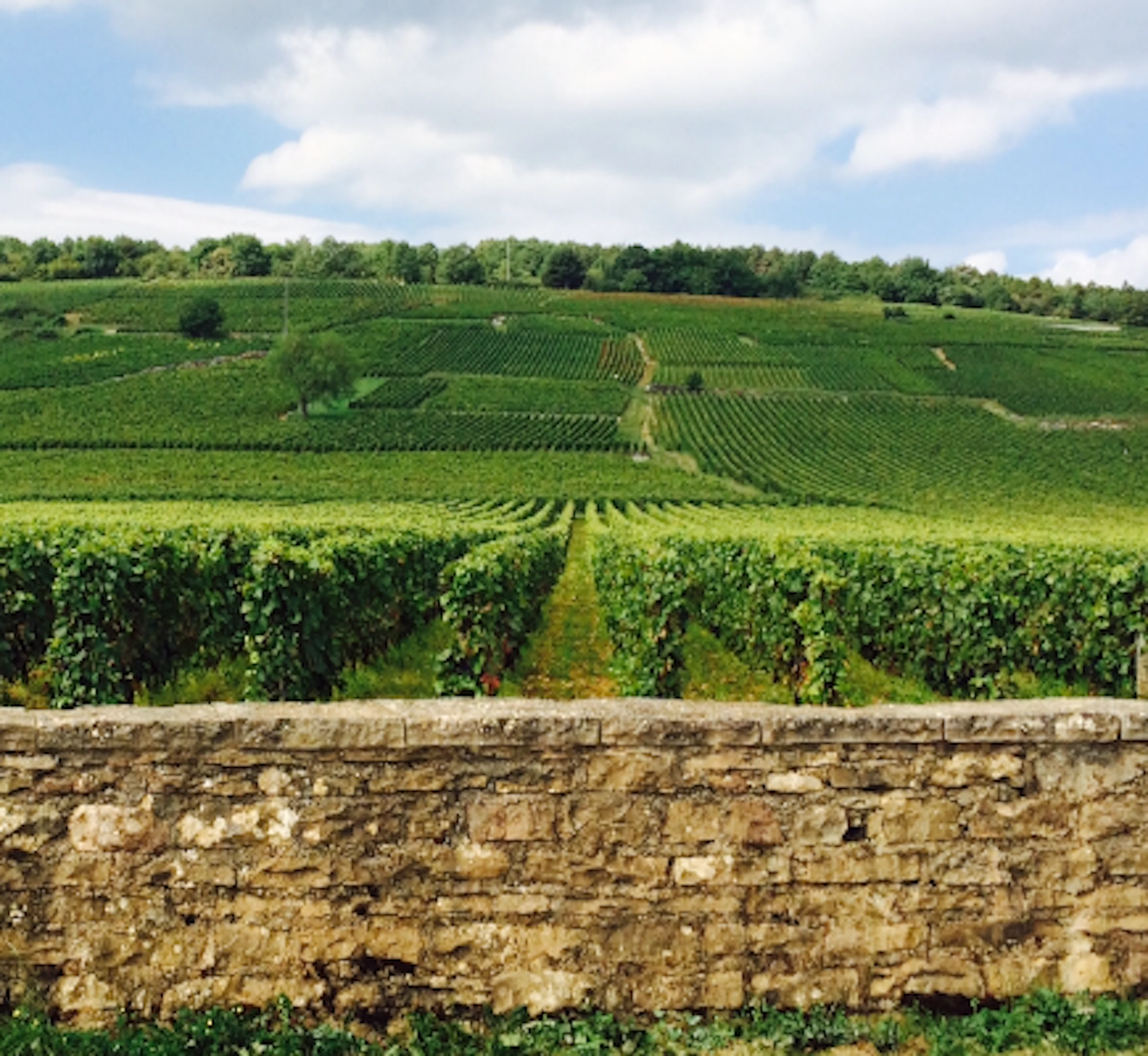 Vosne Romanée, Les Beaumonts 1990 Pernin-Rossin (12 BT)