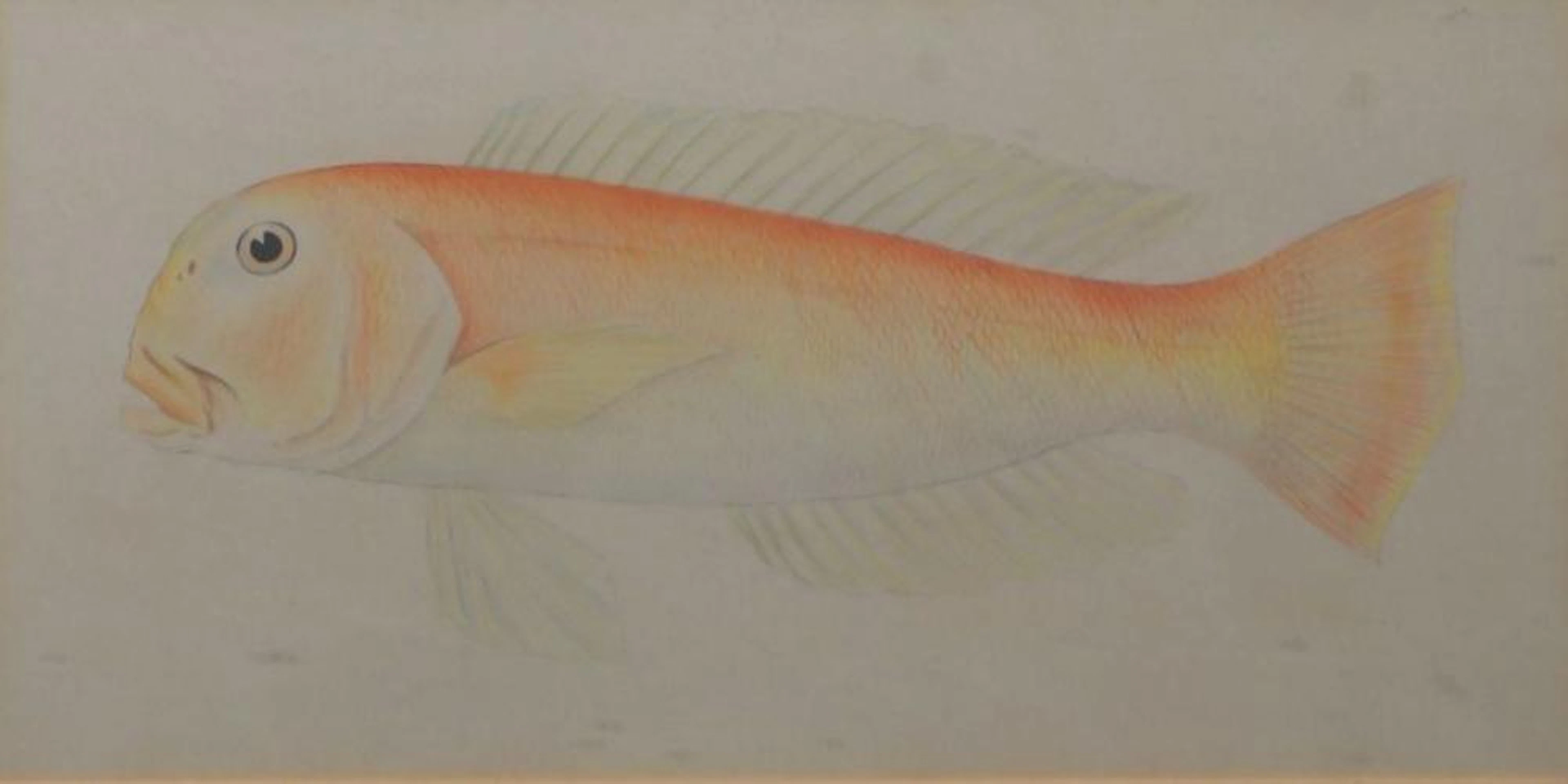 Tang Ying Wei - Fish