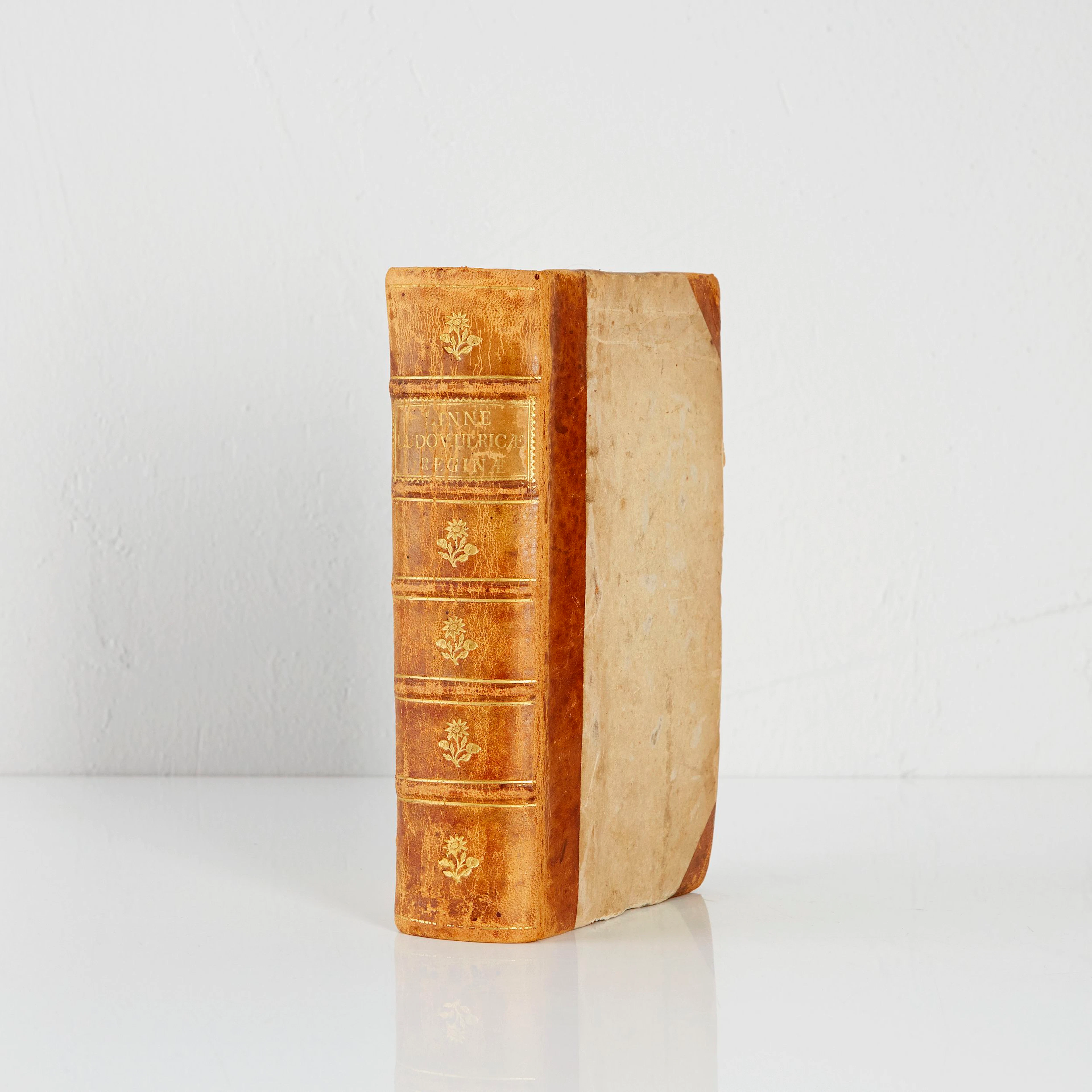 Natural cabinet of queen Lovisa Ulrica by Linné