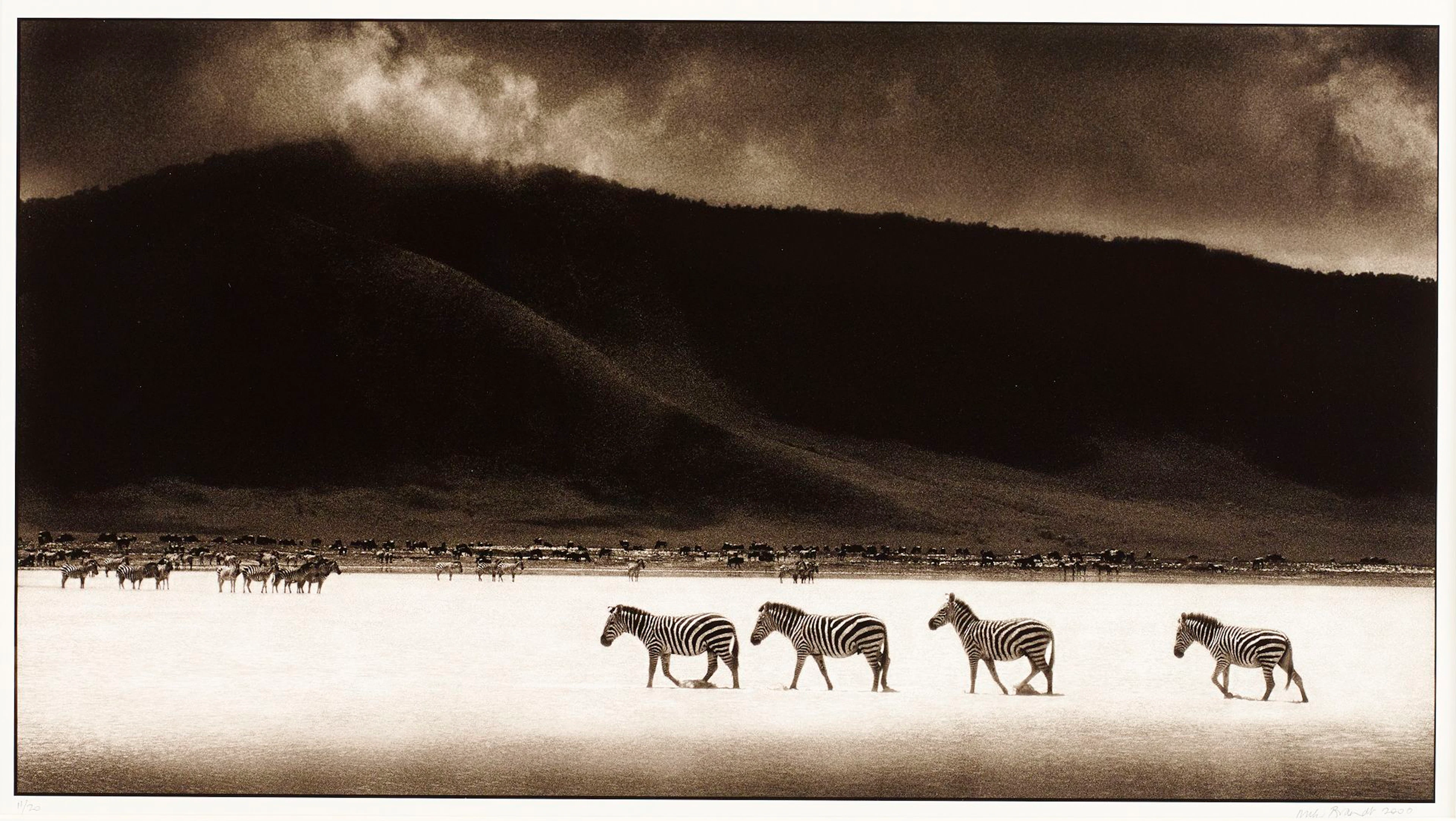 Nick Brandt, Zebra Crossing Lake