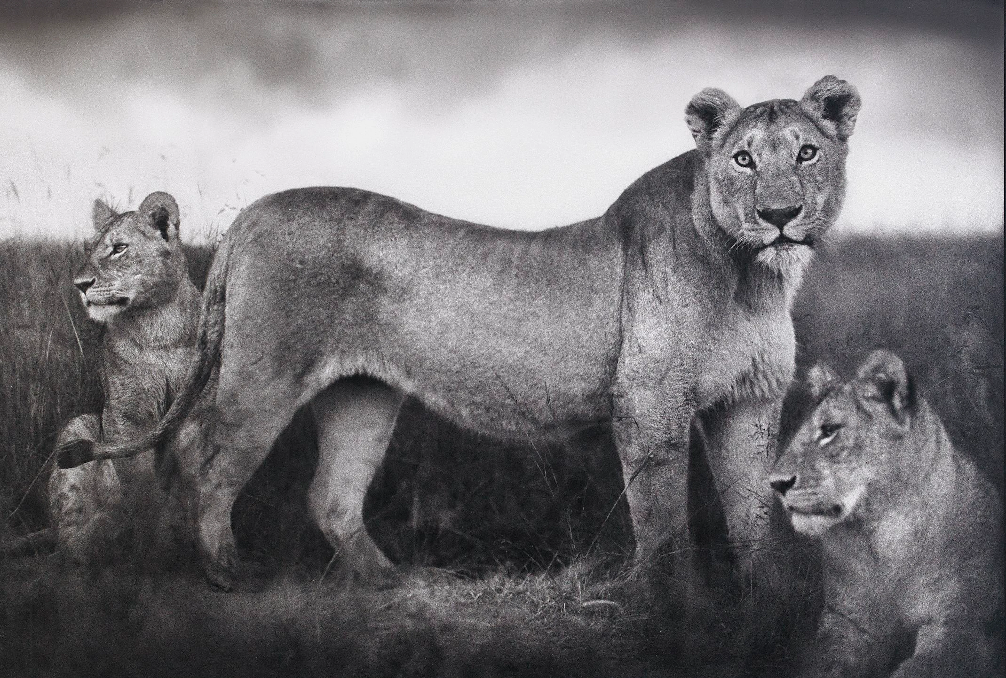 Nick Brandt, Lion Family Portrait, Masai Mara