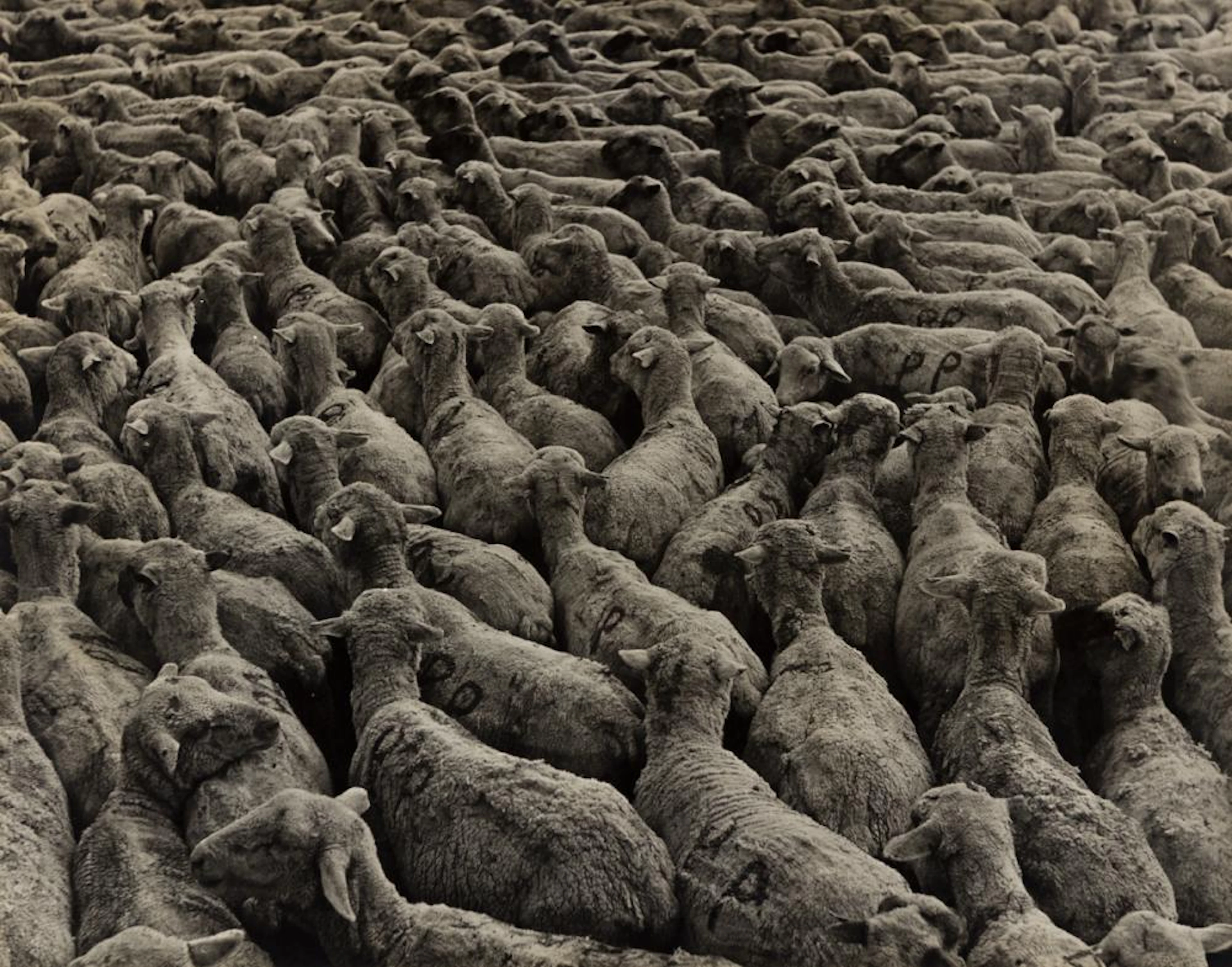ARTHUR ROTHSTEIN (1915-1985) Bellefield, ND (sheep).