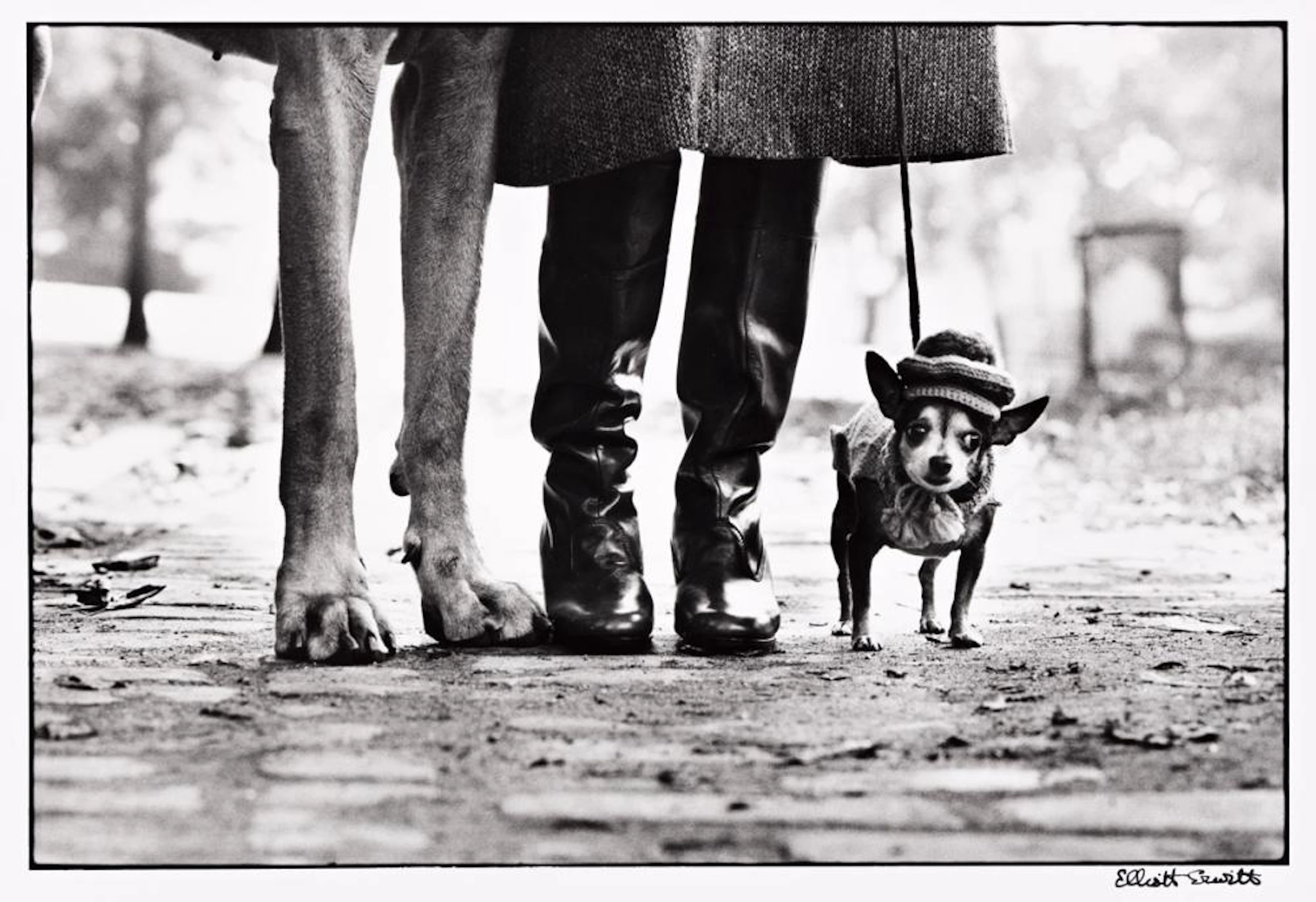 ELLIOTT ERWITT (1928- ) New York (dog legs).