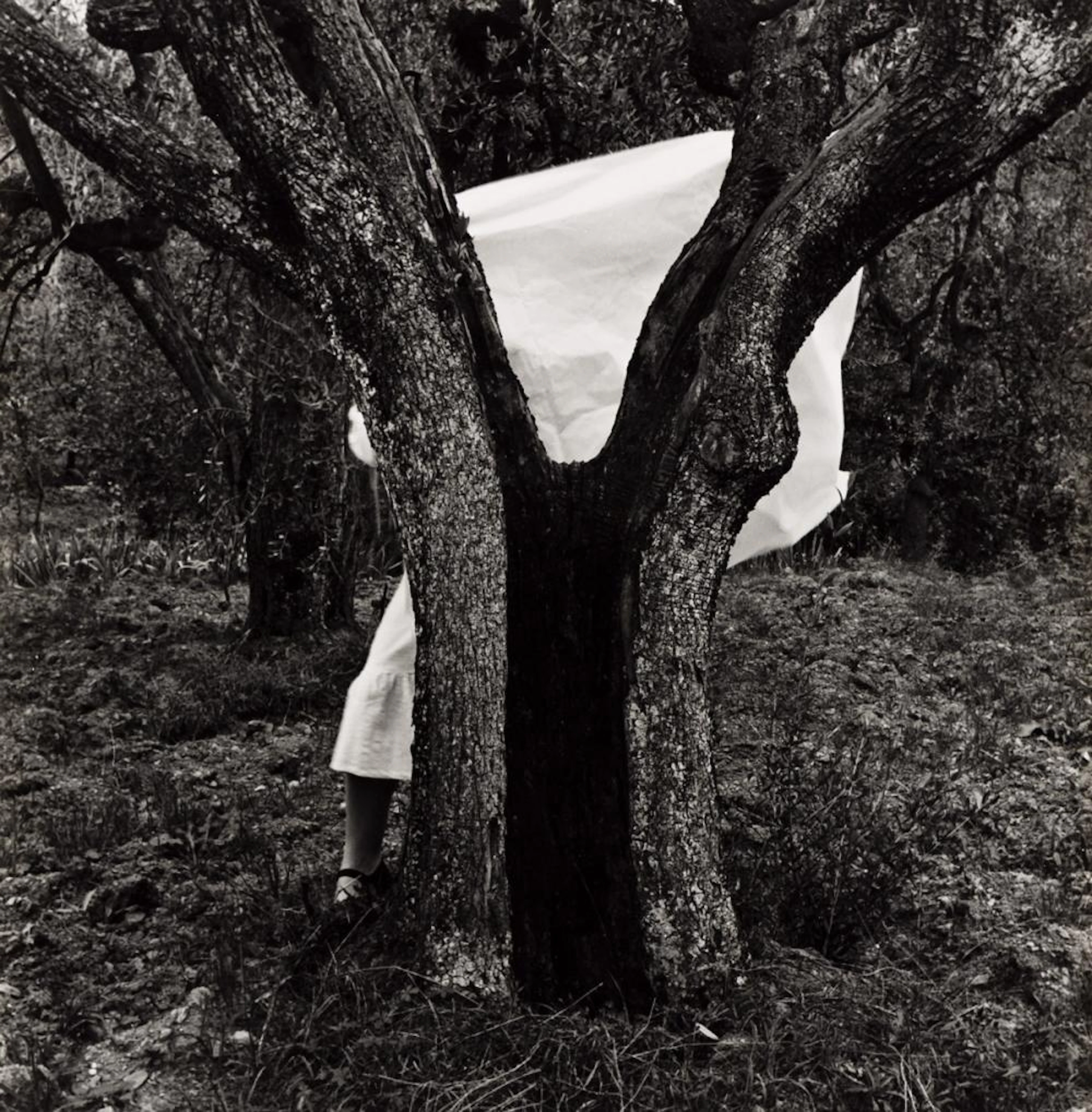 FRANCESCA WOODMAN (1958-1981) Self-portrait behind tree.