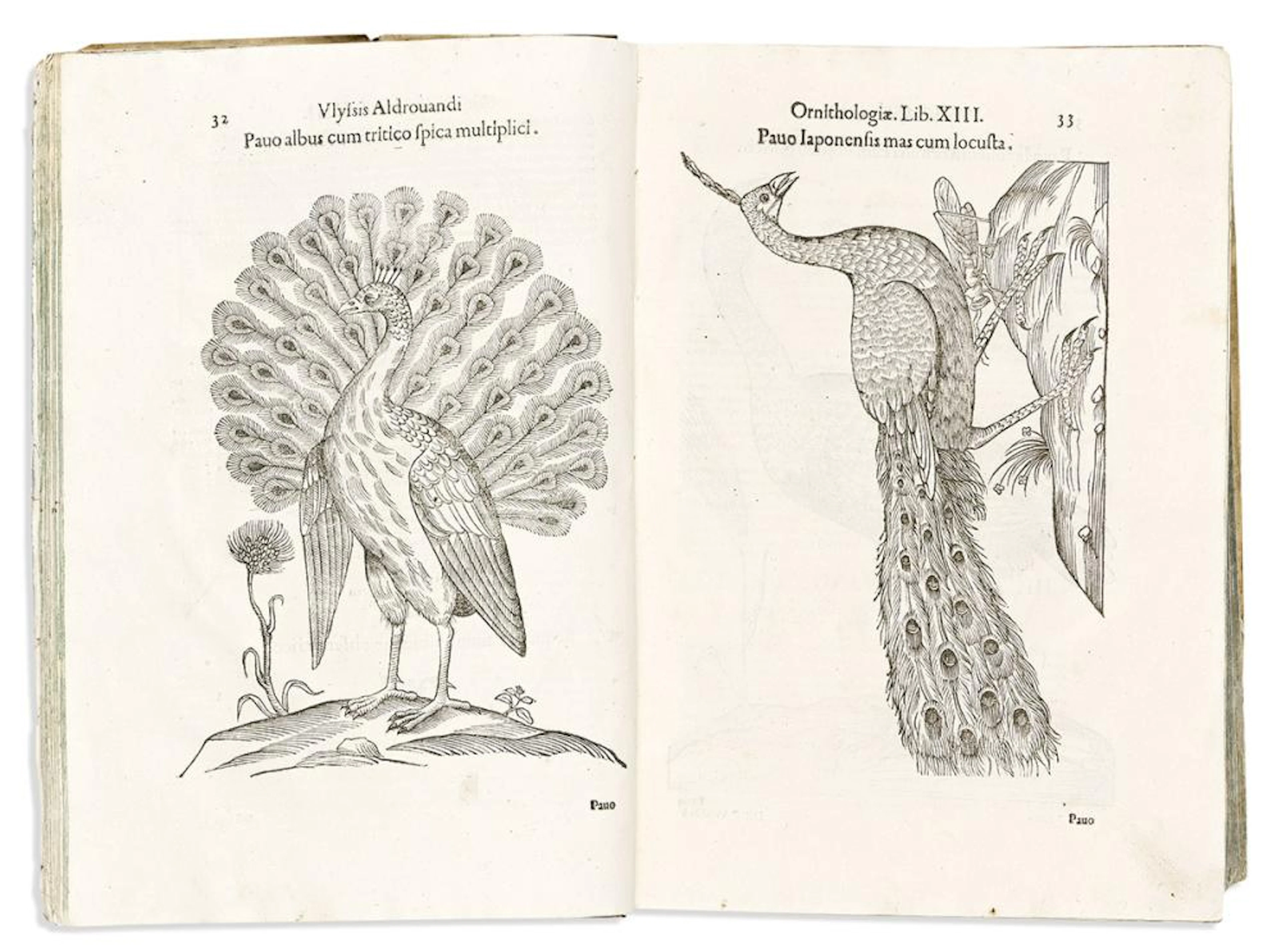 (NATURAL HISTORY.) Ulisse Aldrovandi