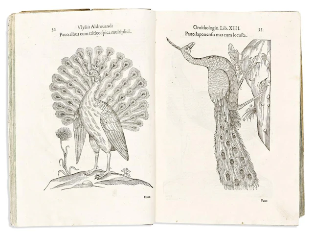 (NATURAL HISTORY.) Ulisse Aldrovandi
