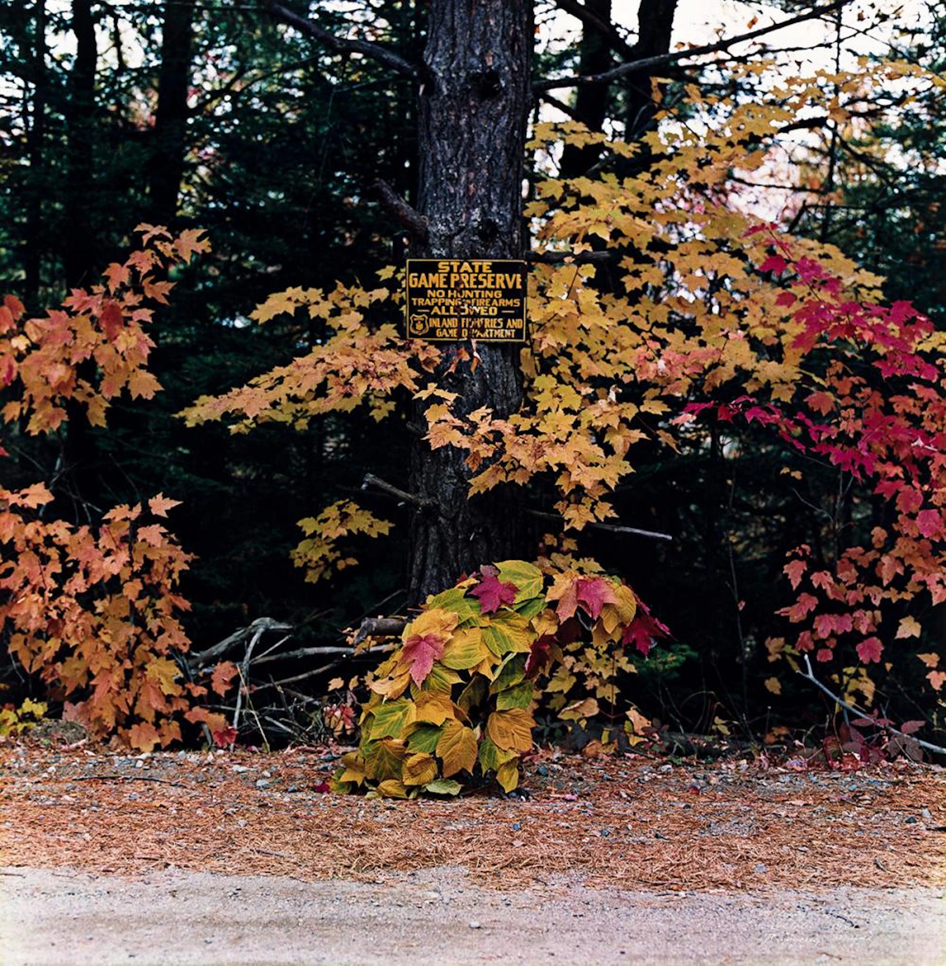WILLIAM WEGMAN (1943- ) Rangeley, Maine (Autumn Dog).