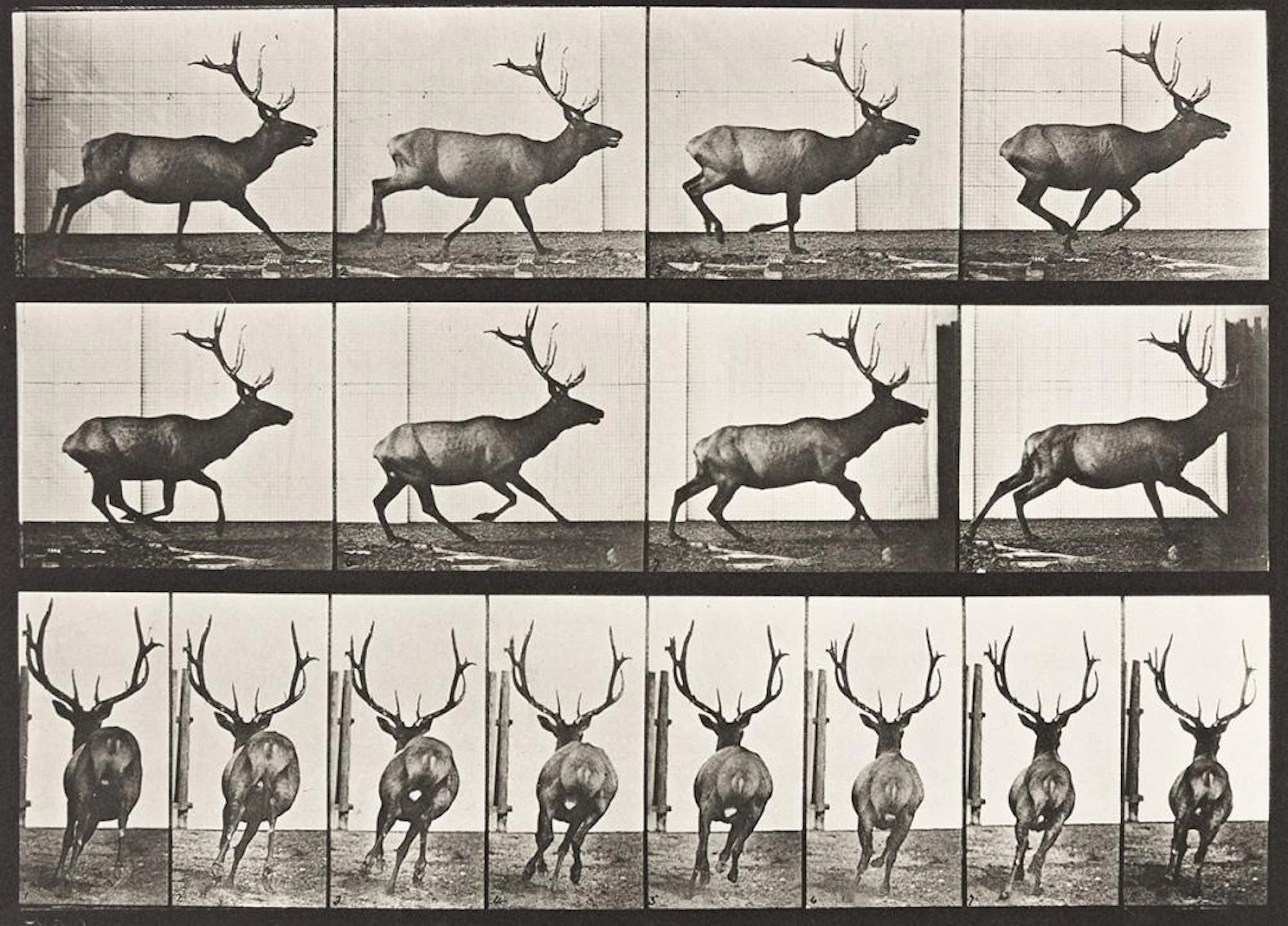 EADWEARD MUYBRIDGE (1830-1904) A selection of 4 plates...