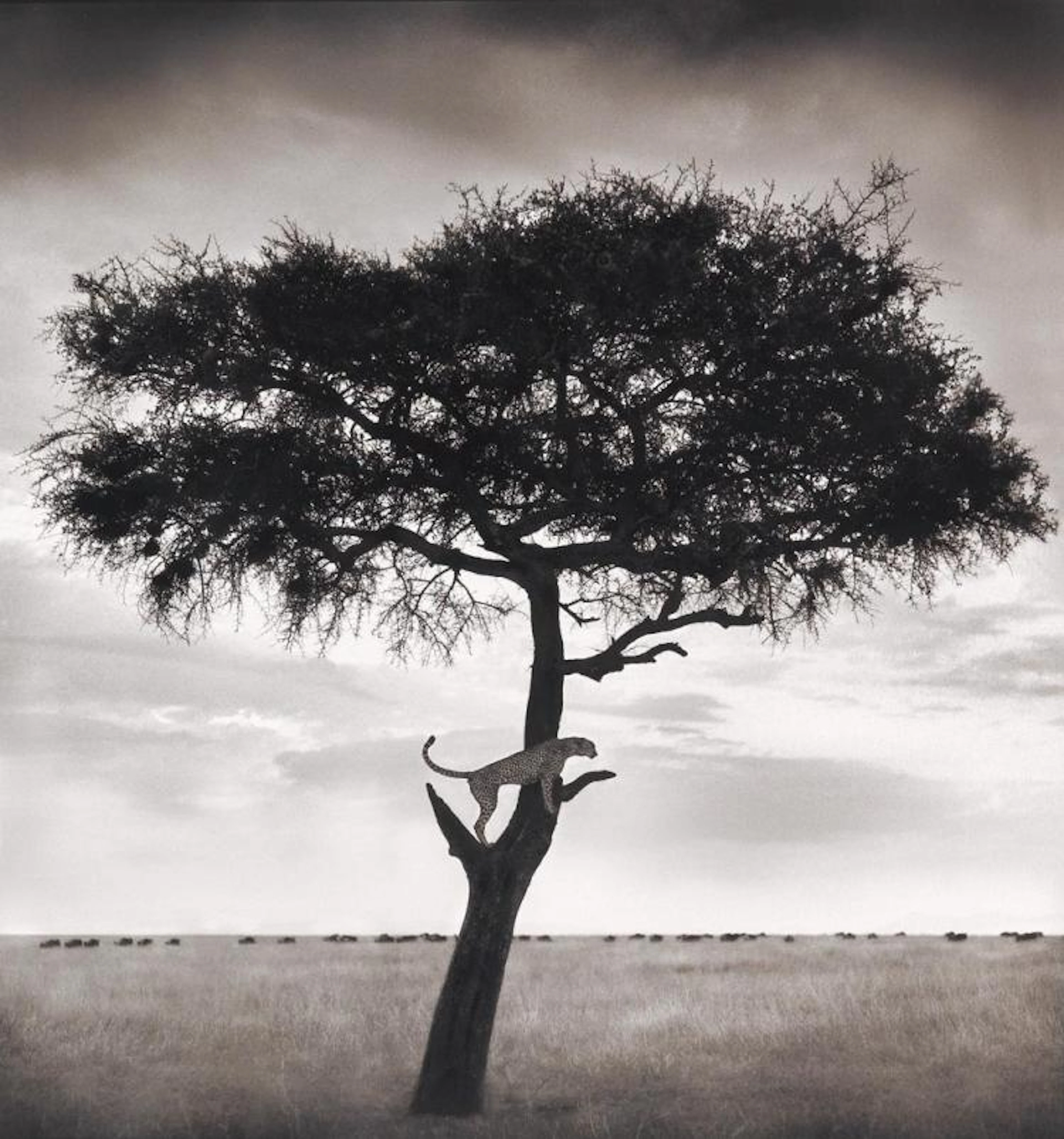 BRANDT, NICK (1966- ) "Cheetah in Tree, Maasai Mara."