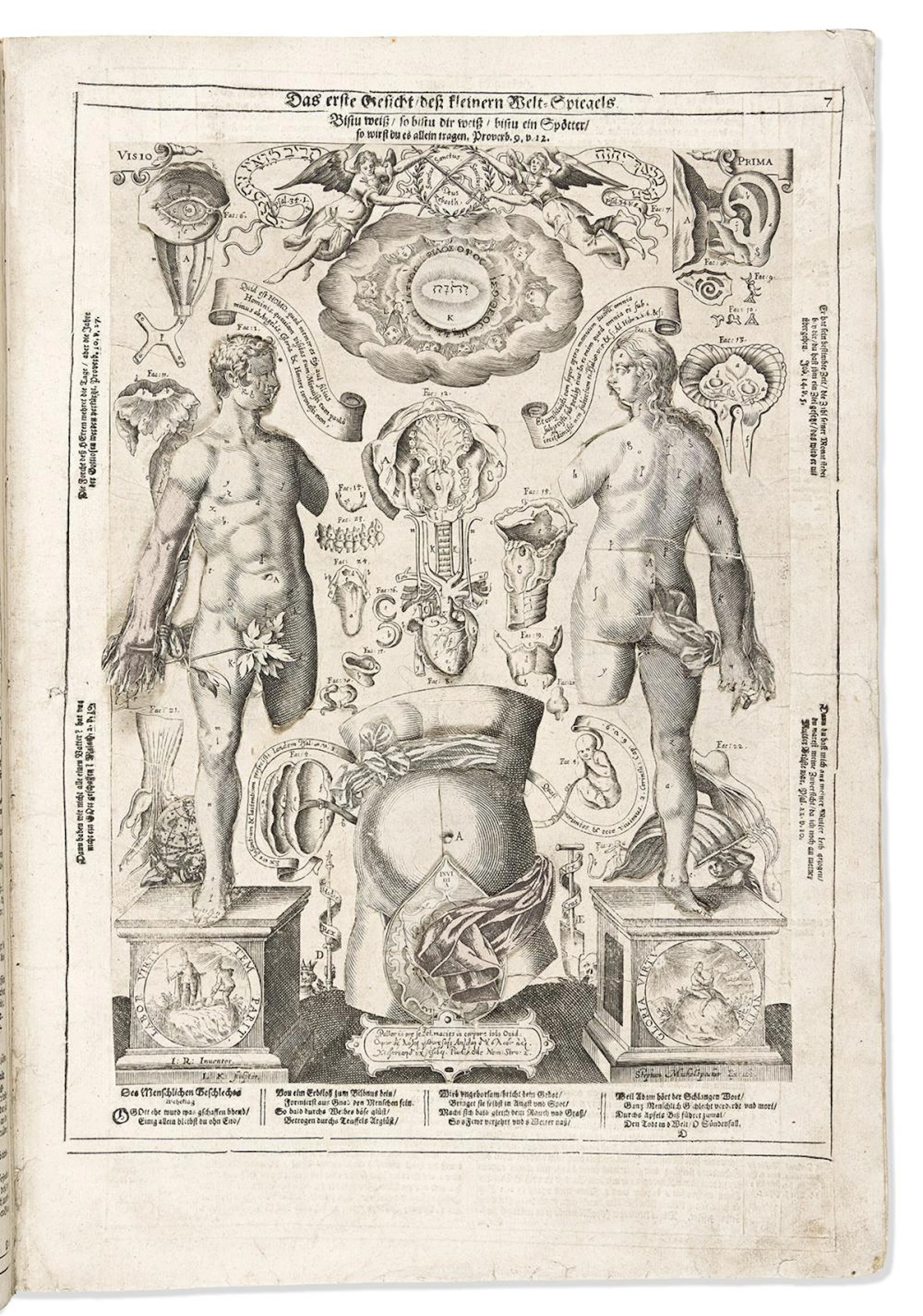 (ANATOMY.) Johann Remmelin