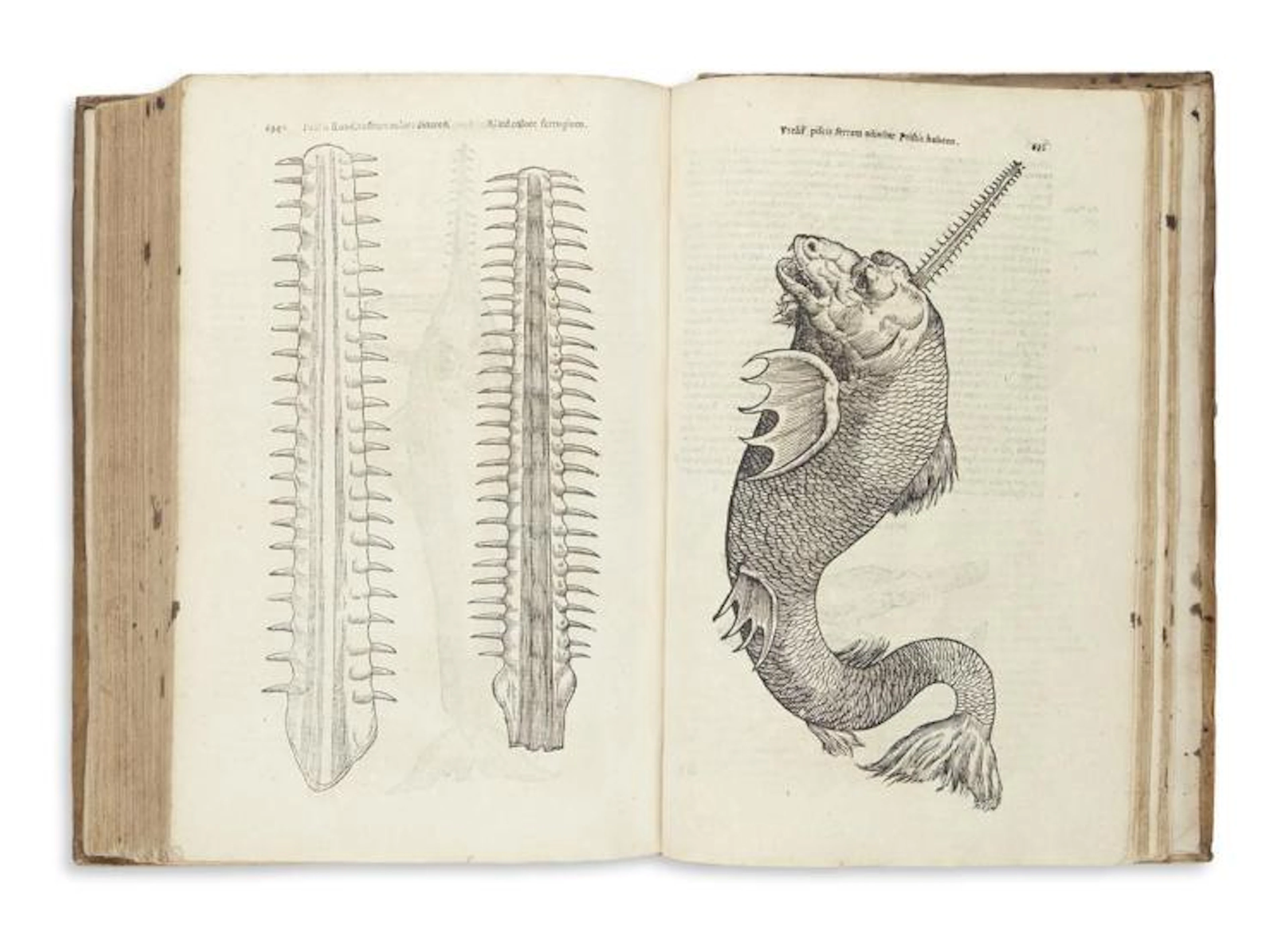 (FISH.) Aldrovandi, Ulisse. De Piscibus Libri V, et de Cetis Lib. Unus.