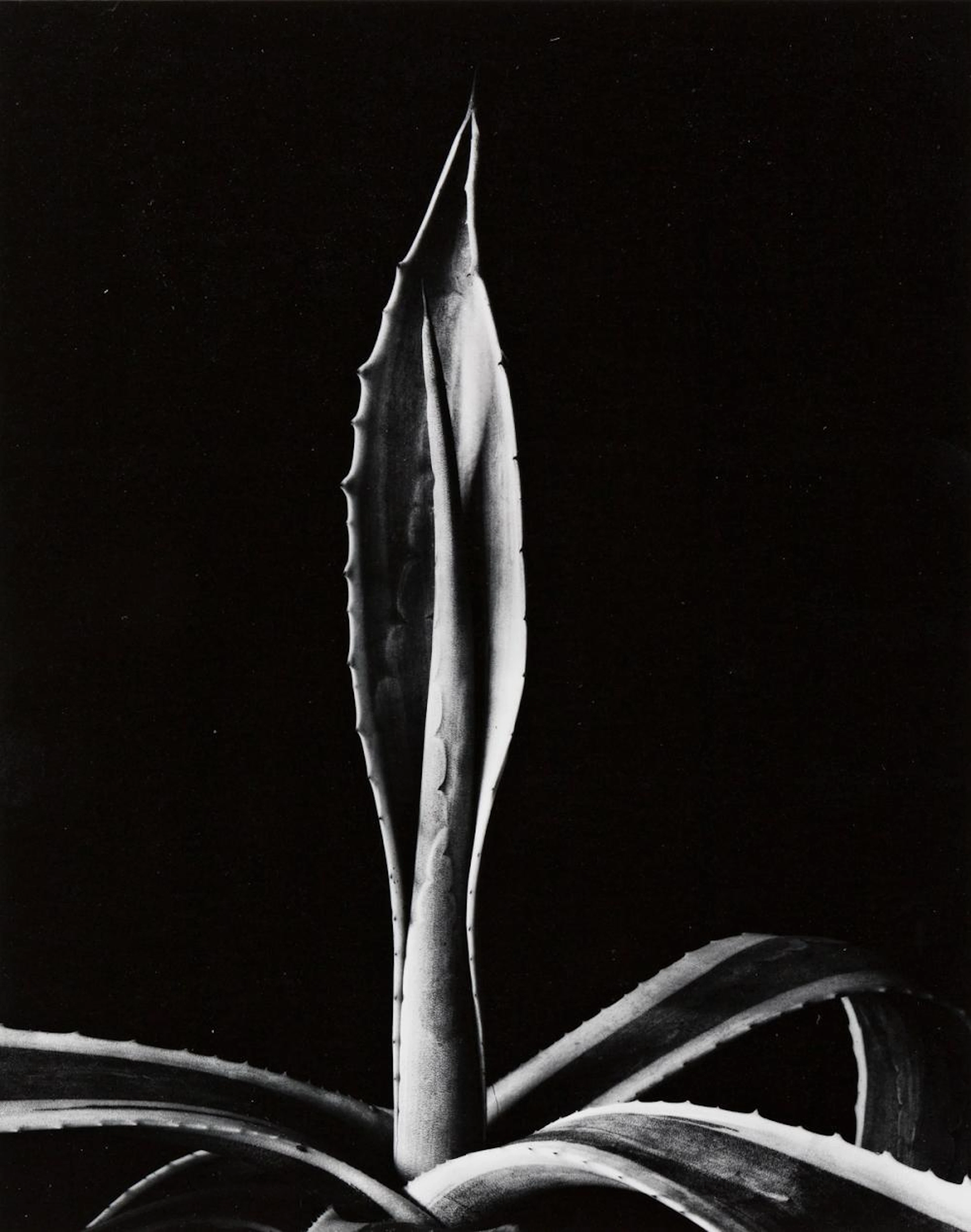 IMOGEN CUNNINGHAM (1883-1976) Agave.