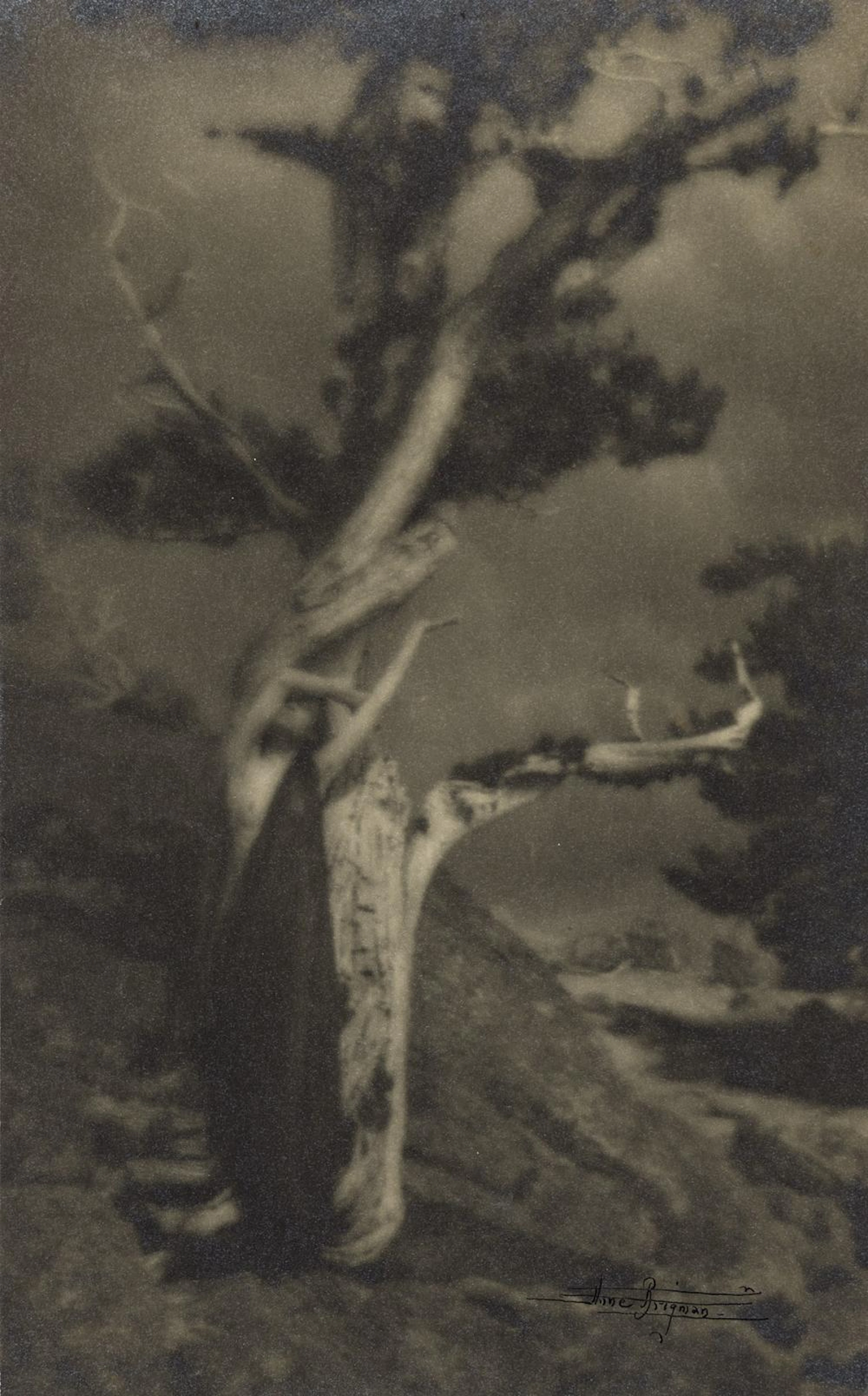 ANNE BRIGMAN (1869-1950) The Dying Cedar.