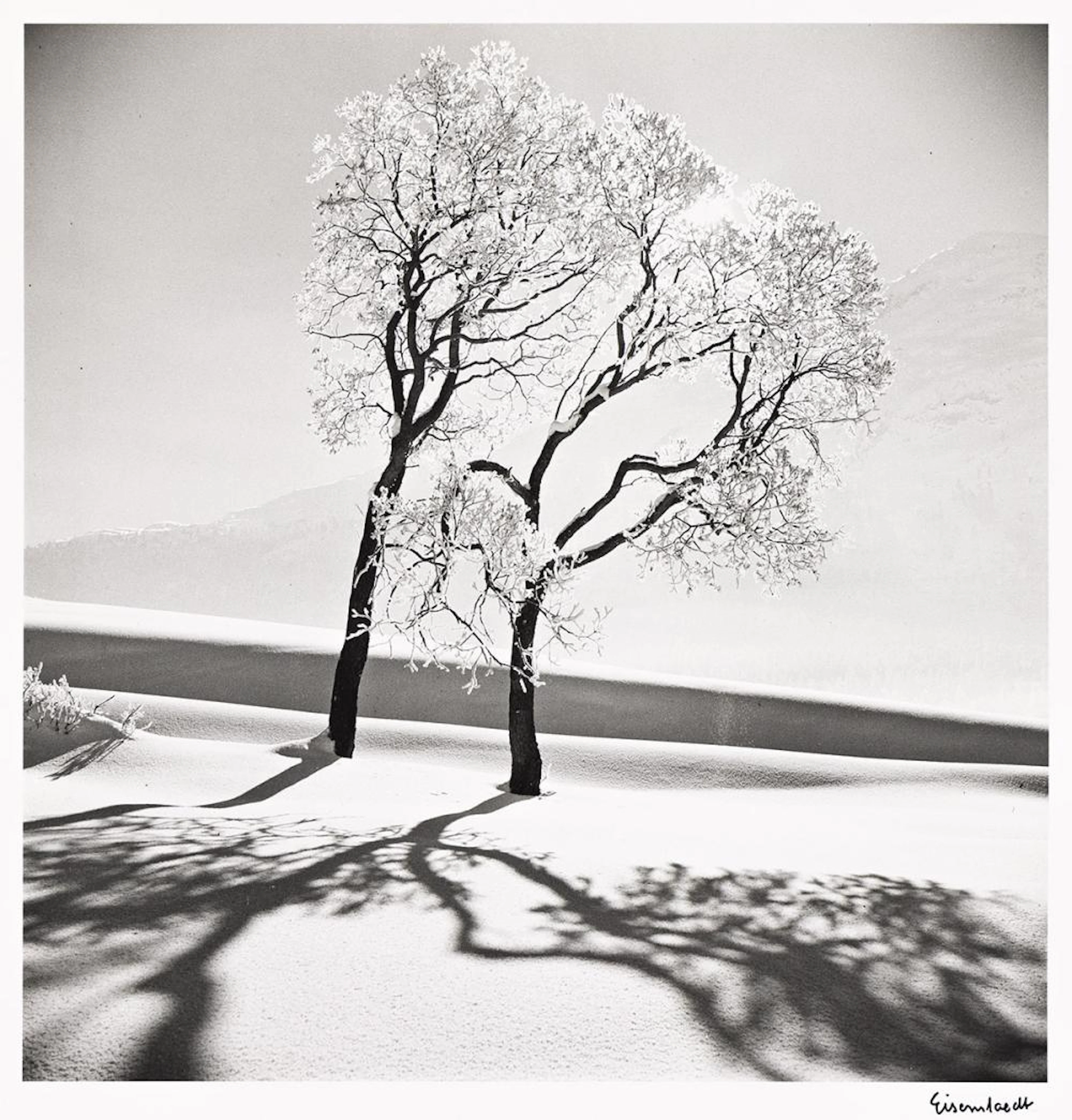 ALFRED EISENSTAEDT (1898-1995) Trees in Snow, St. Moritz, Switzerland.