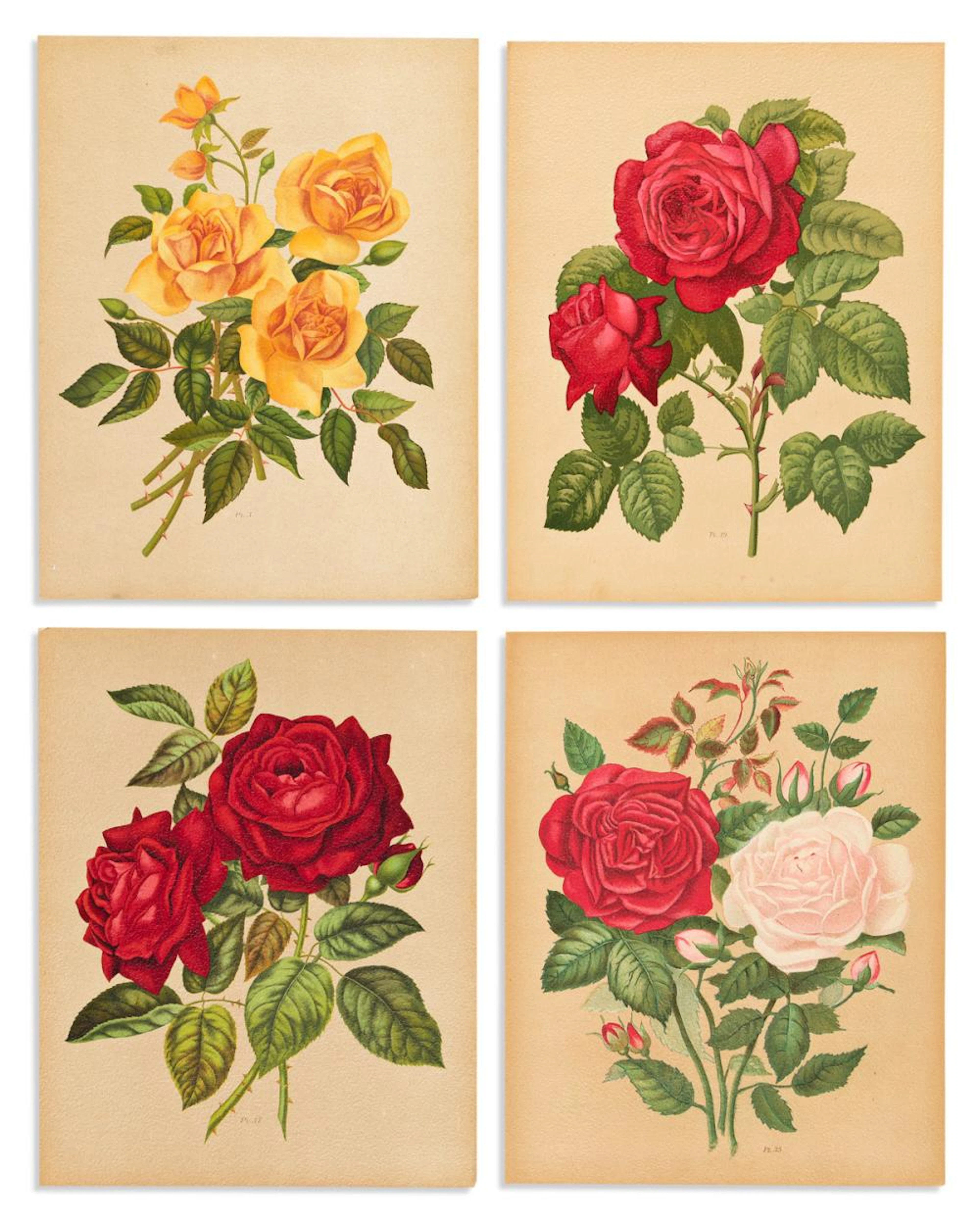 (ROSES.) Paul Hariot