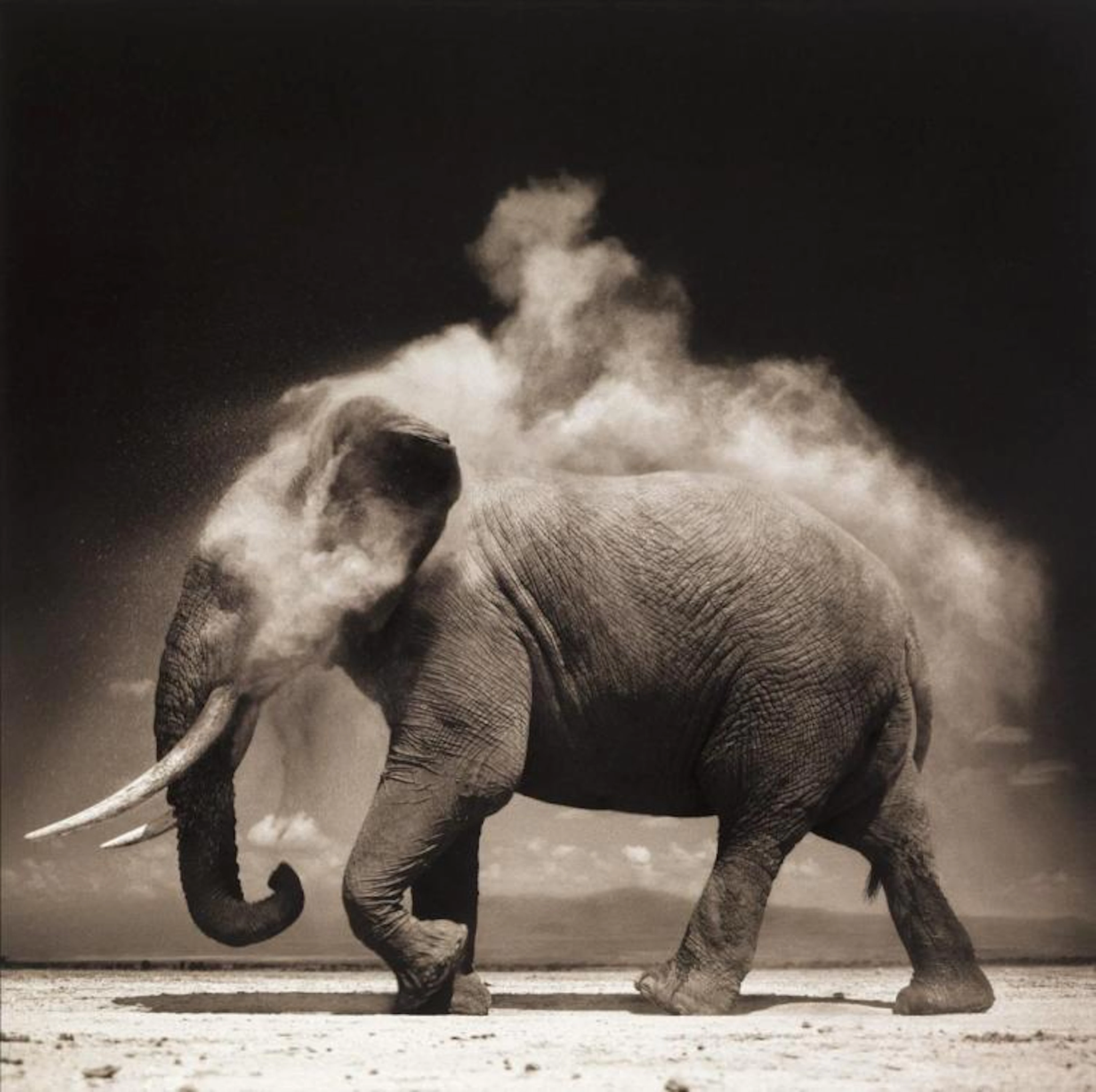 NICK BRANDT (1966- ) Elephant with Exploding Dust, Amboseli.