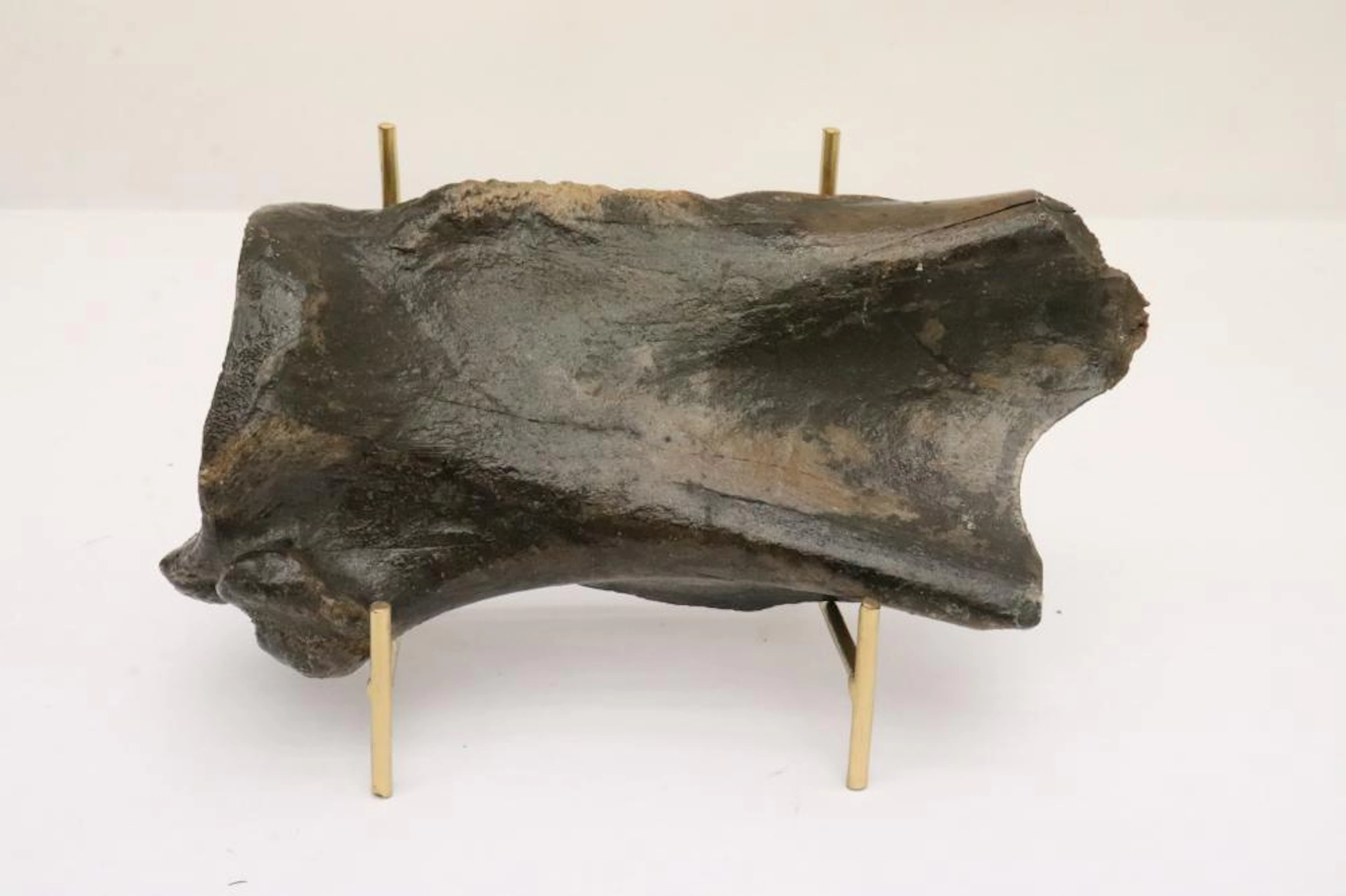 Dinosaur bone (T-rex?)