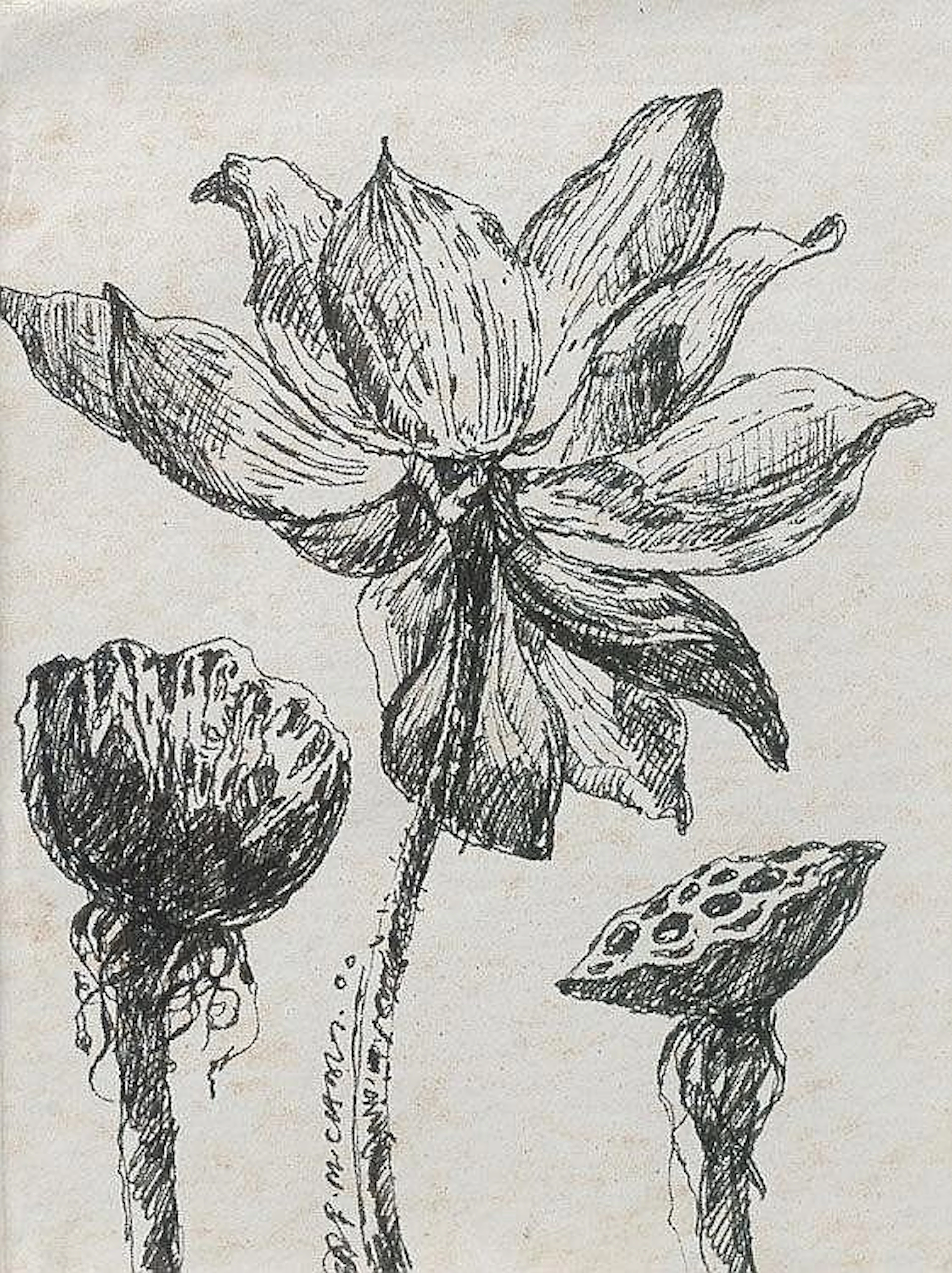 CHANG FEE MING (b. 1959) Waterlilies, 2000, Ink on paper